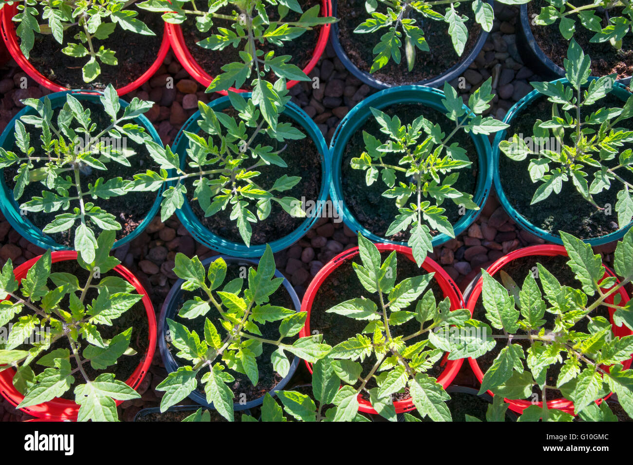 Junge Tomatenpflanzen Stockfoto