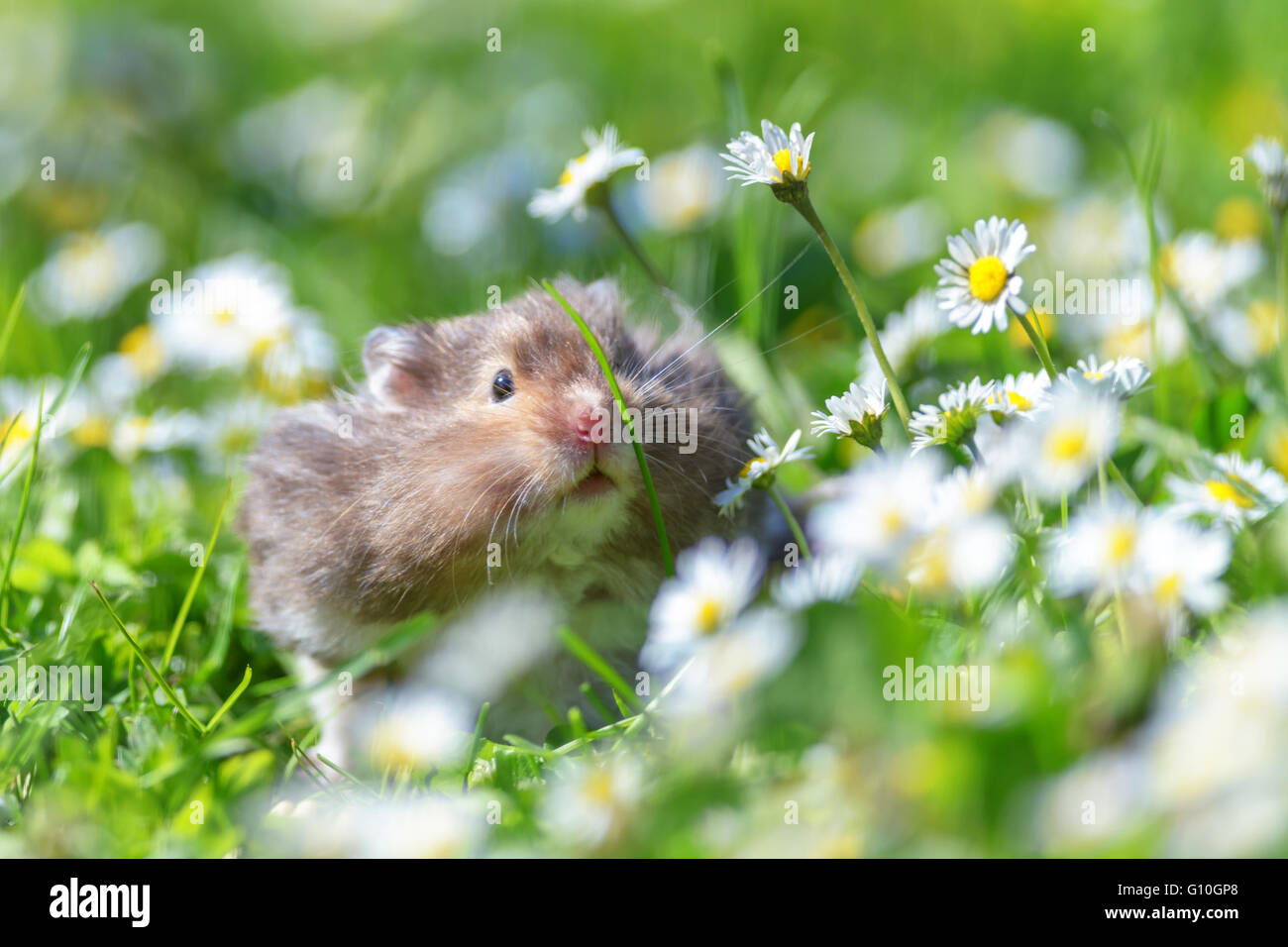 weißer Hamster auf Rasen closeup Stockfoto