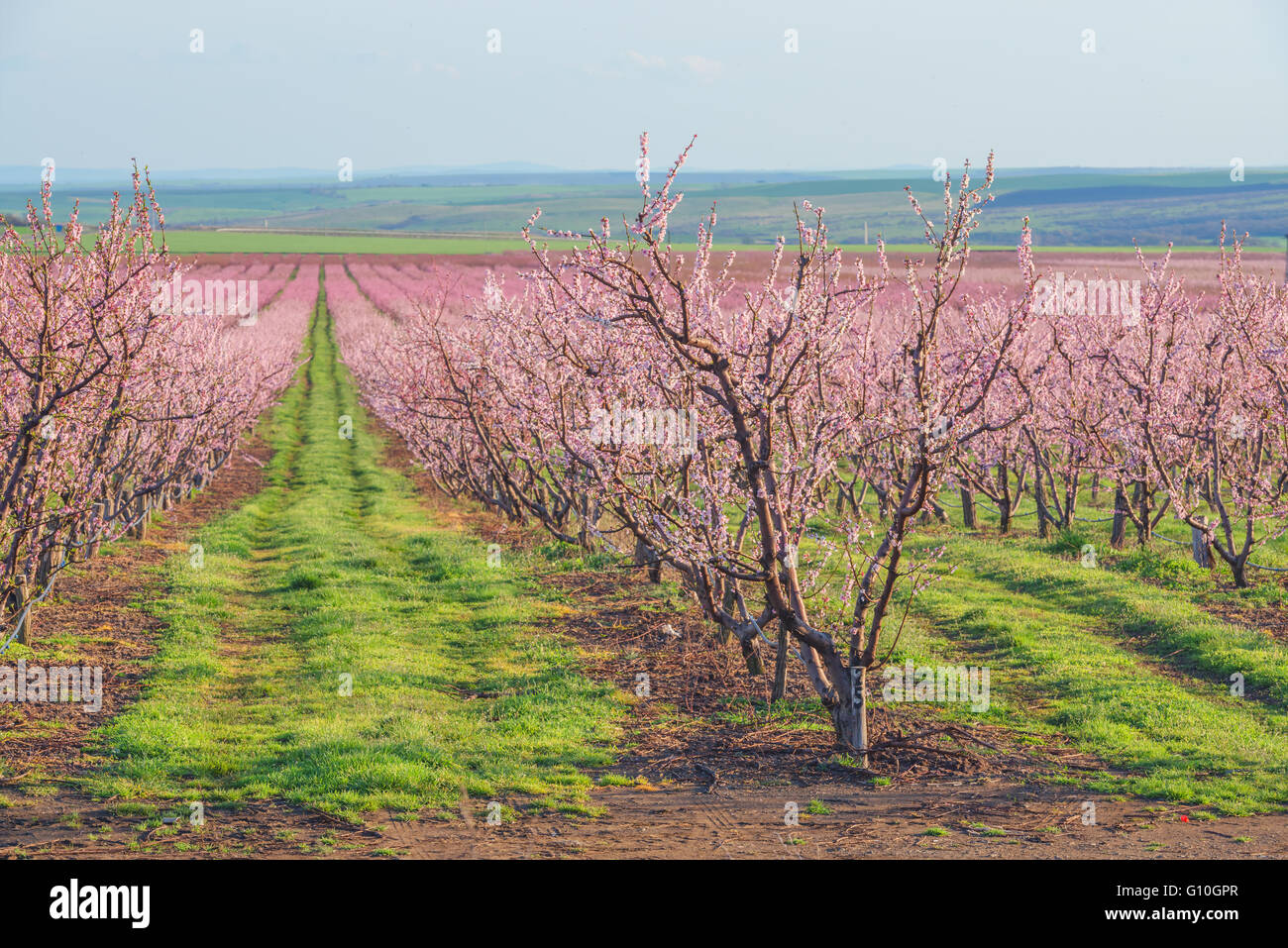 Pfirsich Garten blühen rechtzeitig Stockfoto