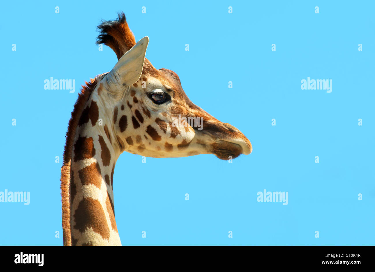 Porträt einer jungen Giraffe Stockfoto