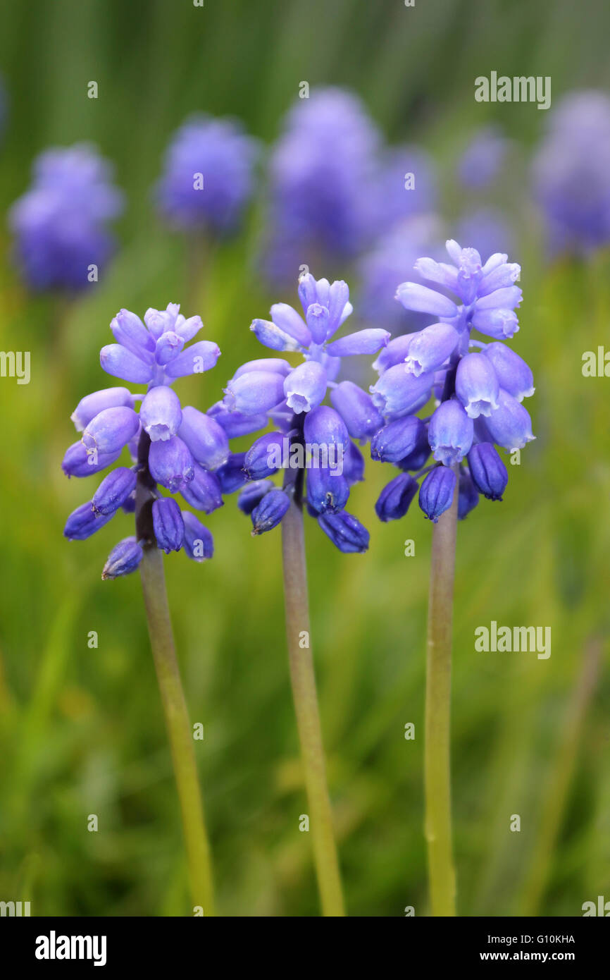 Trauben Hyazinthe Muscari neglectum Stockfoto