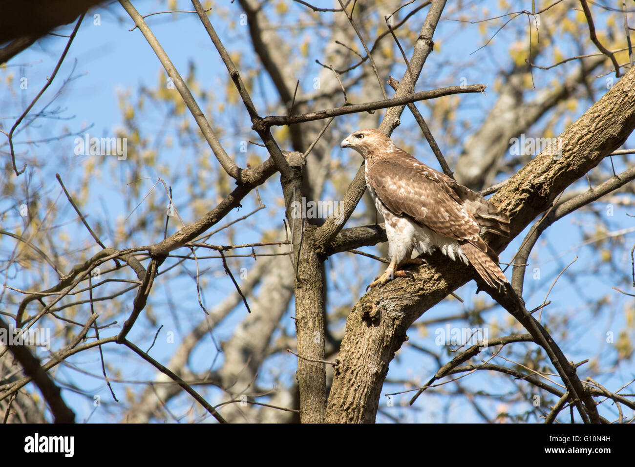 Rot - angebundener Falke Stockfoto