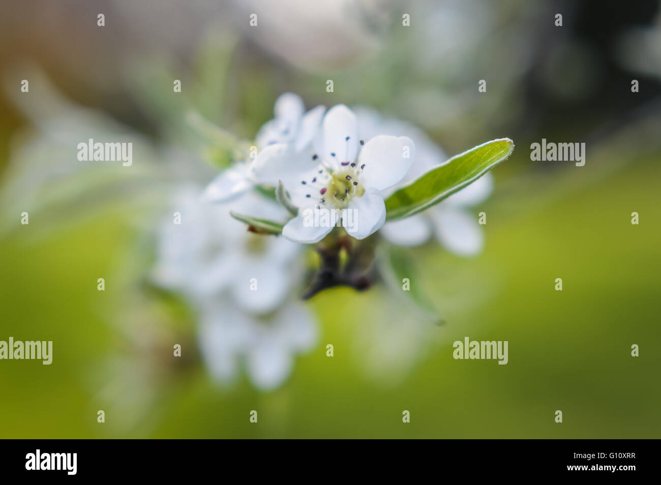 Weißdorn-Blüten Stockfoto
