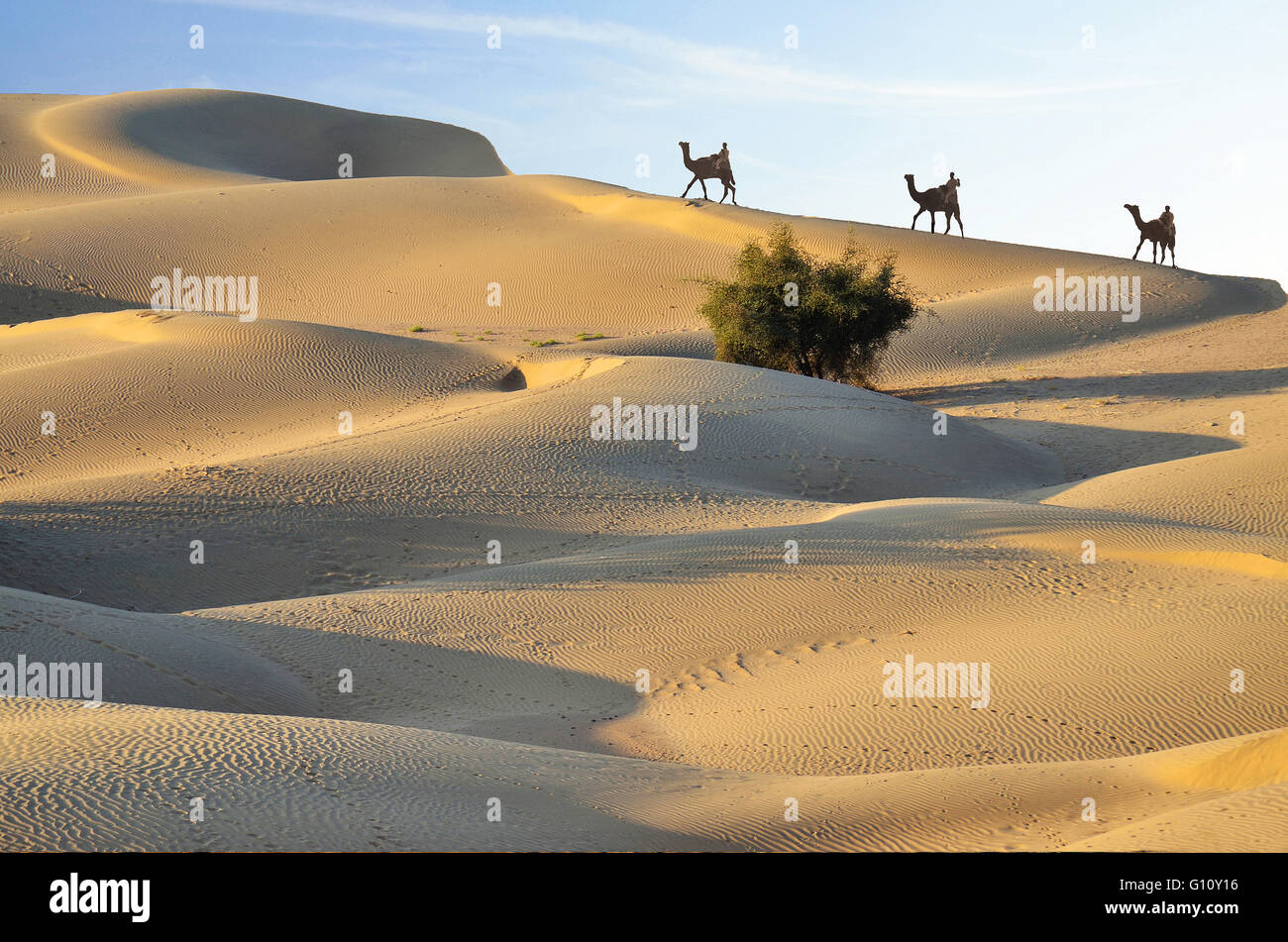 Nomaden auf Kamelen über Sanddünen, Thar-Wüste, Rajasthan, Indien Stockfoto