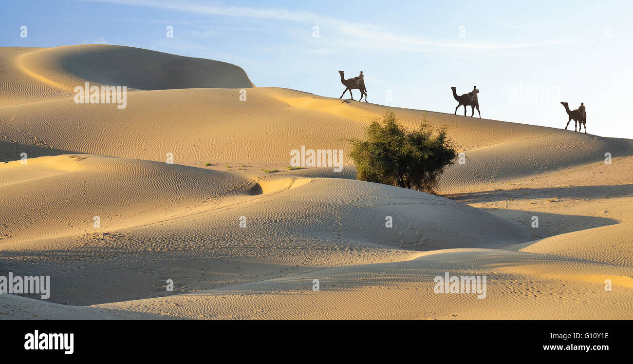 Nomaden auf Kamelen über Sanddünen, Thar-Wüste, Rajasthan, Indien Stockfoto