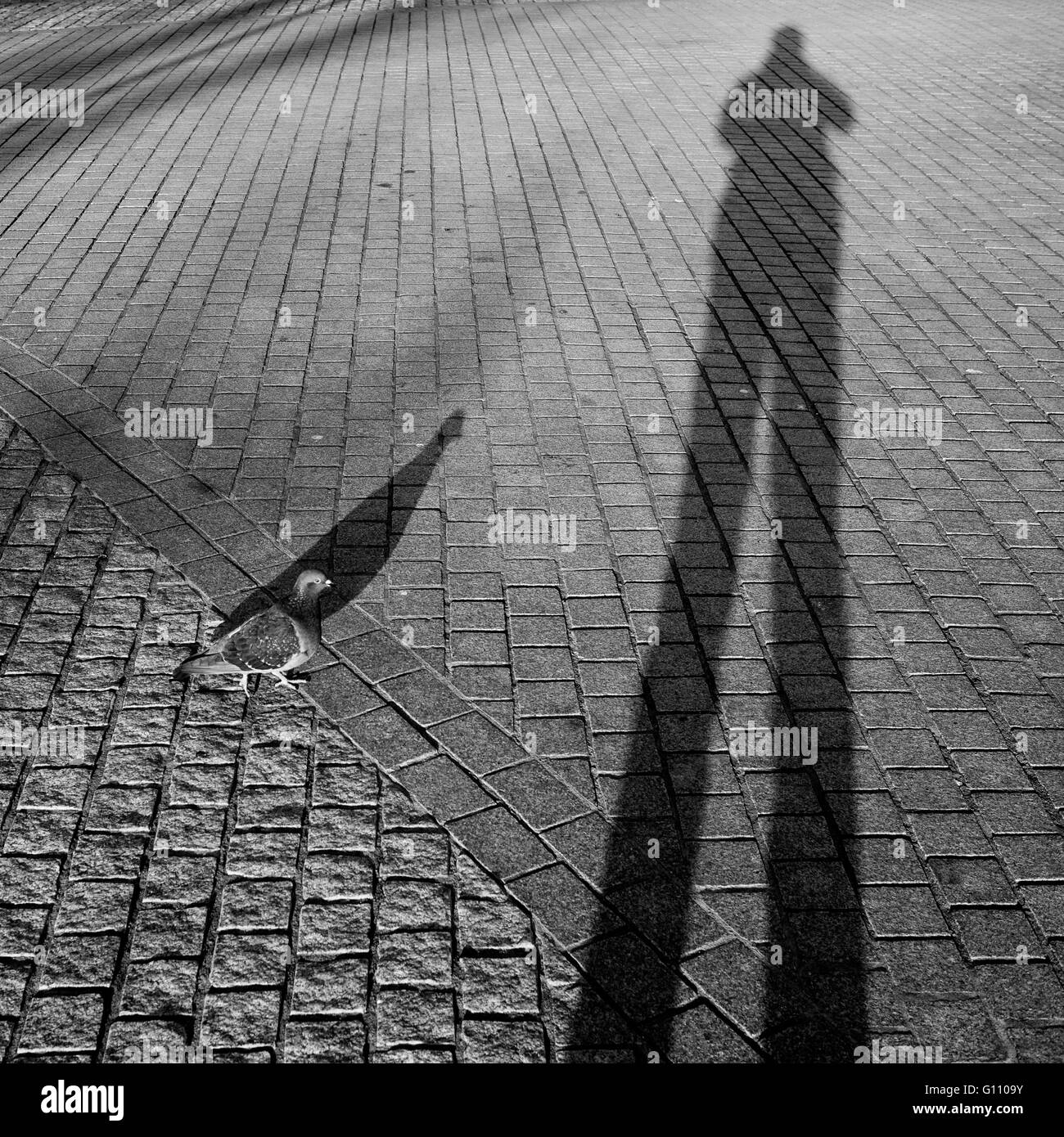 Taube neben menschlichen Schatten projiziert auf dem Bürgersteig Stockfoto