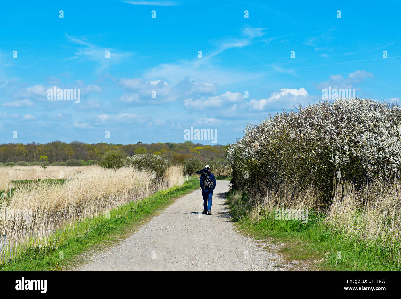 Vogelbeobachter mit Spektiv entlang der Strecke in Minsmere, einem Vogelschutzgebiet RSPB, Suffolk, England UK Stockfoto