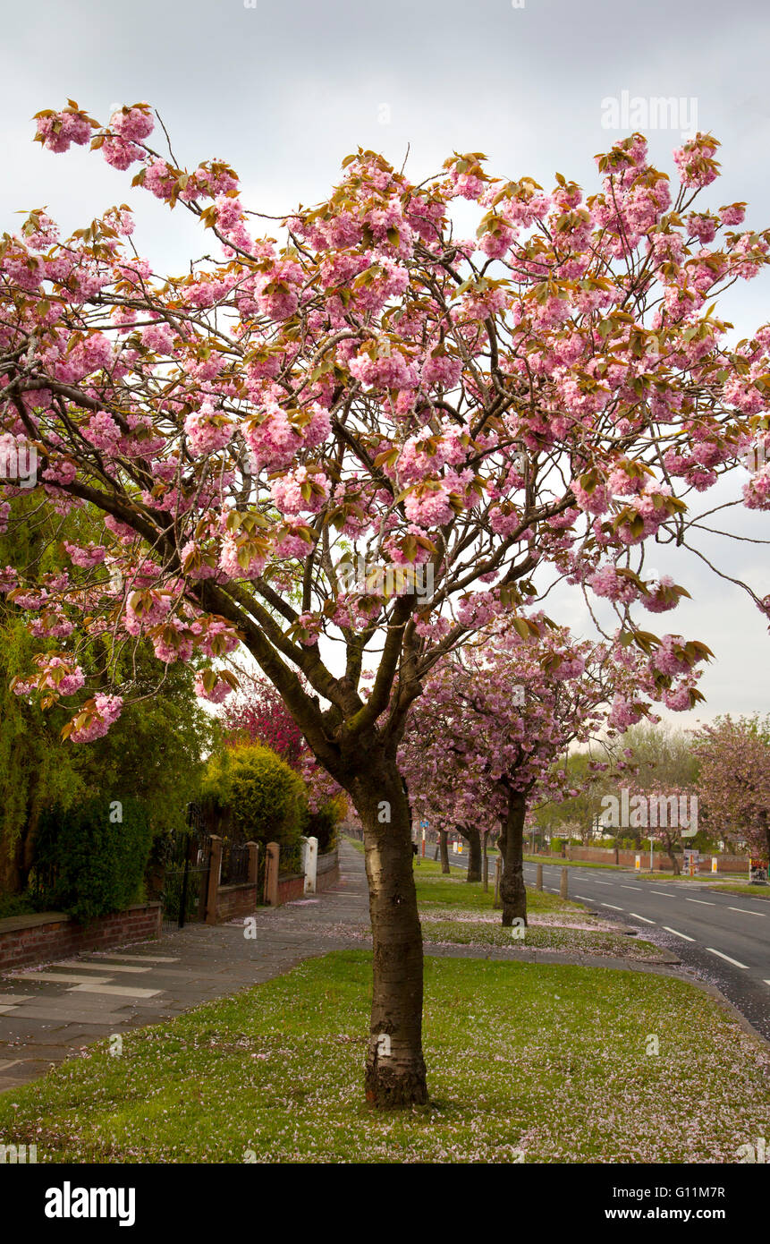 Mai blühende Kirschbäume auf Preston neue Straße mit Blüten nach dem nächtlichen Regen. Verlassen einen Teppich von Pink von frühen Morgen Verkehr gestört zu werden. Sie von Berggebieten von China und Japan stammen, sondern sind einfach in Großbritannien zu wachsen. Blütezeit Mai rund um Weihnachten beginnen und weiterhin in manchen Jahreszeiten Frühling. Stockfoto