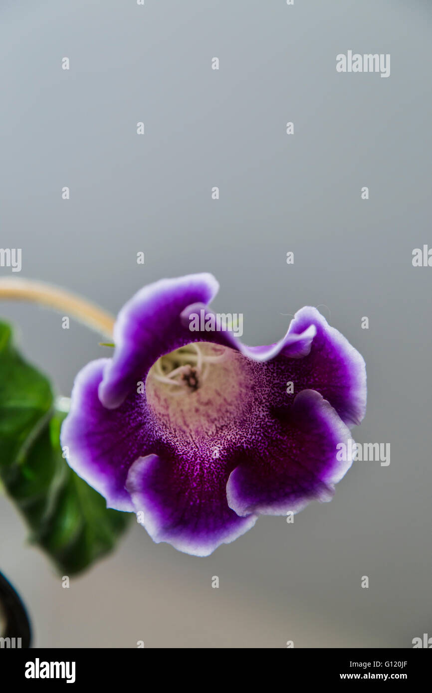 Schöne lila Blumen Gloxinia Stockfoto