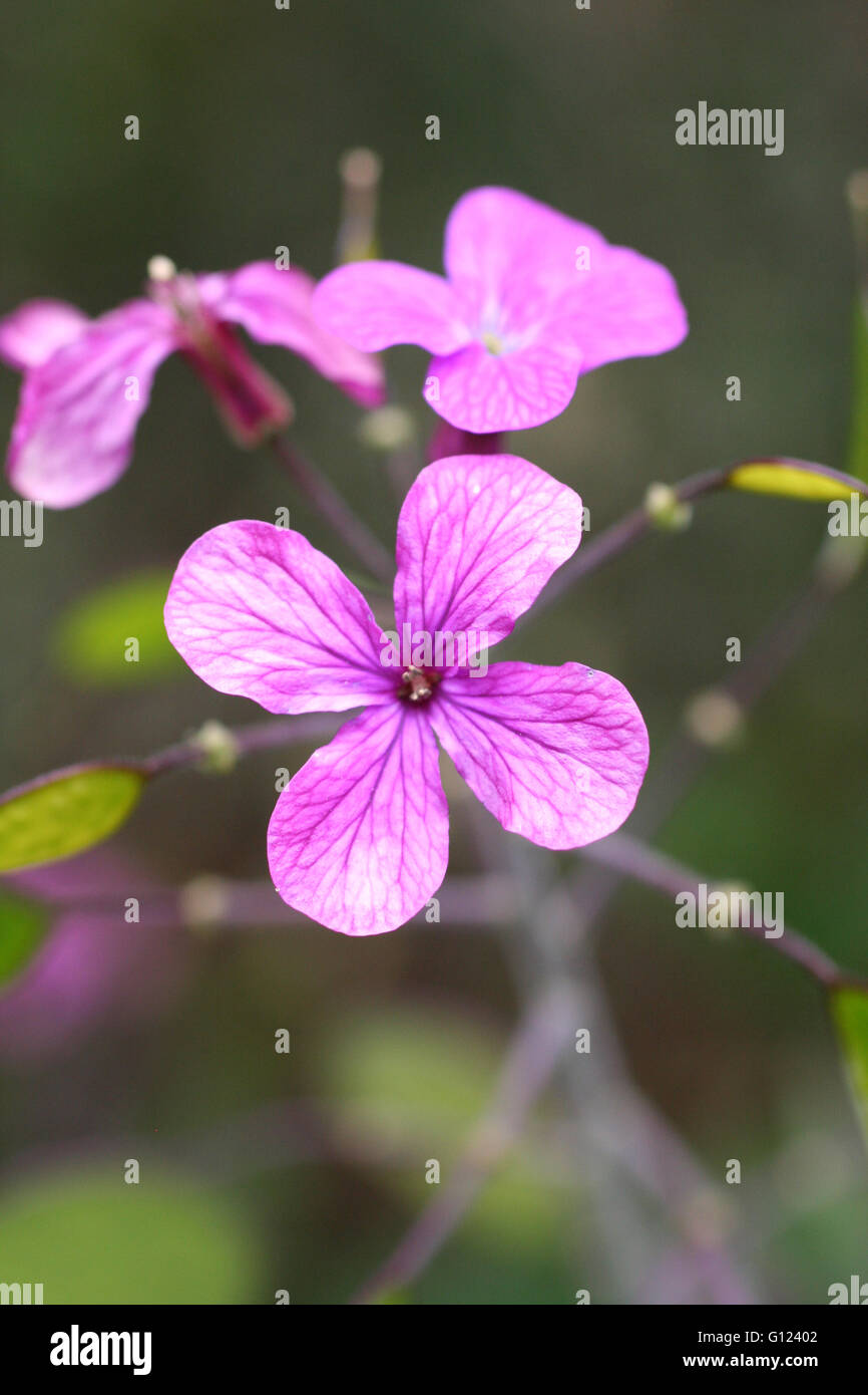 Kleine lila Blüten auf einem grünen Hintergrund Stockfoto