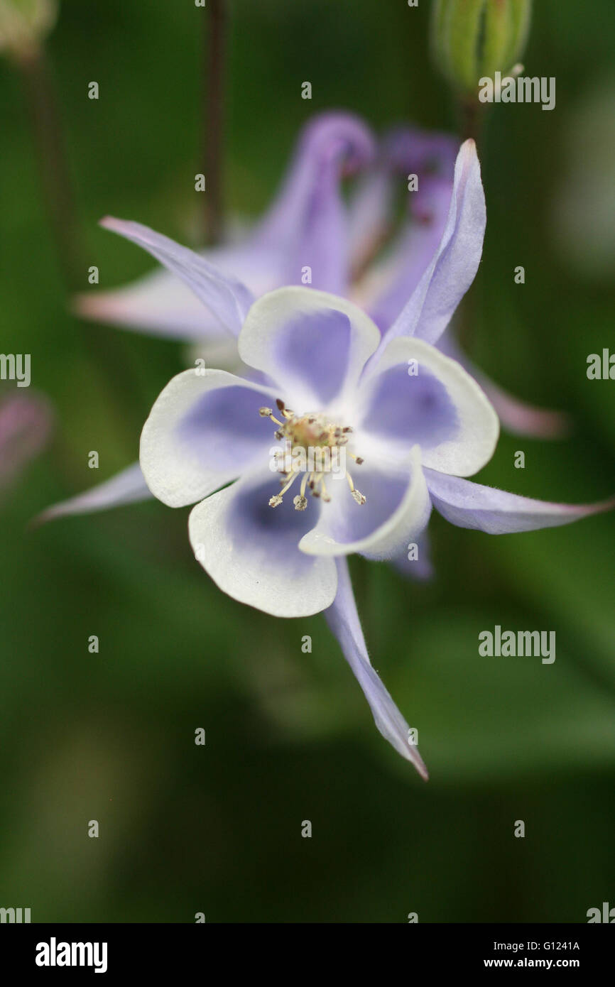 Nahaufnahme von einer Akelei (Aquilegia Caerulea), in einem Garten Blume Stockfoto