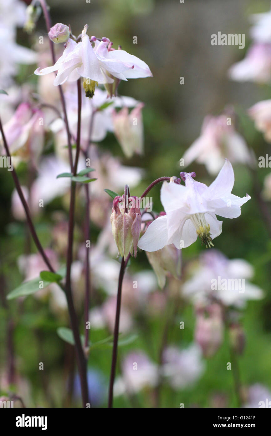 Nahaufnahme von einer Akelei (Aquilegia Caerulea), in einem Garten Blume Stockfoto
