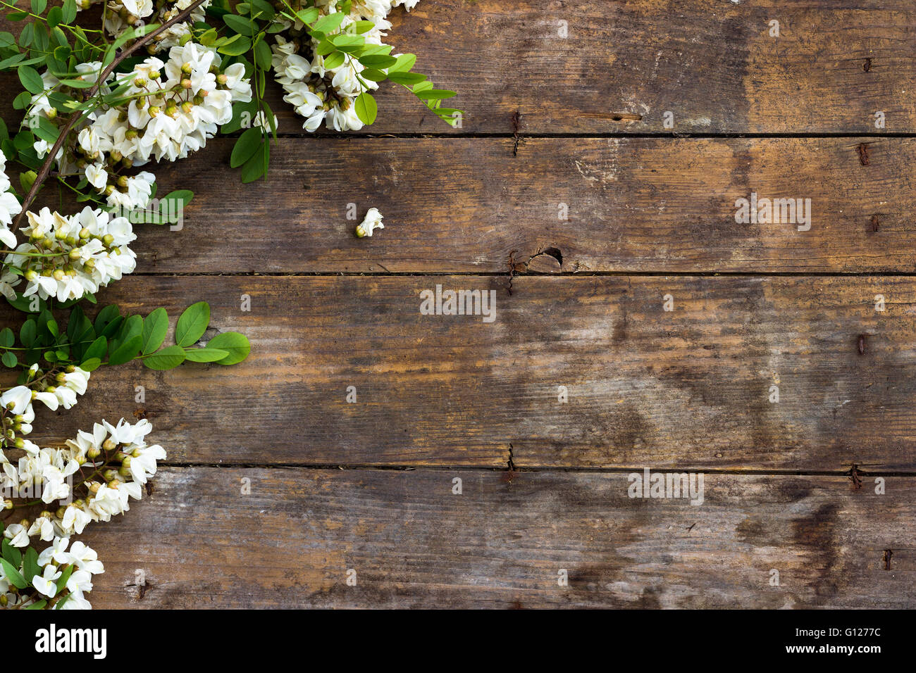 Frühling Akazie Blume auf hölzernen Hintergrund Stockfoto