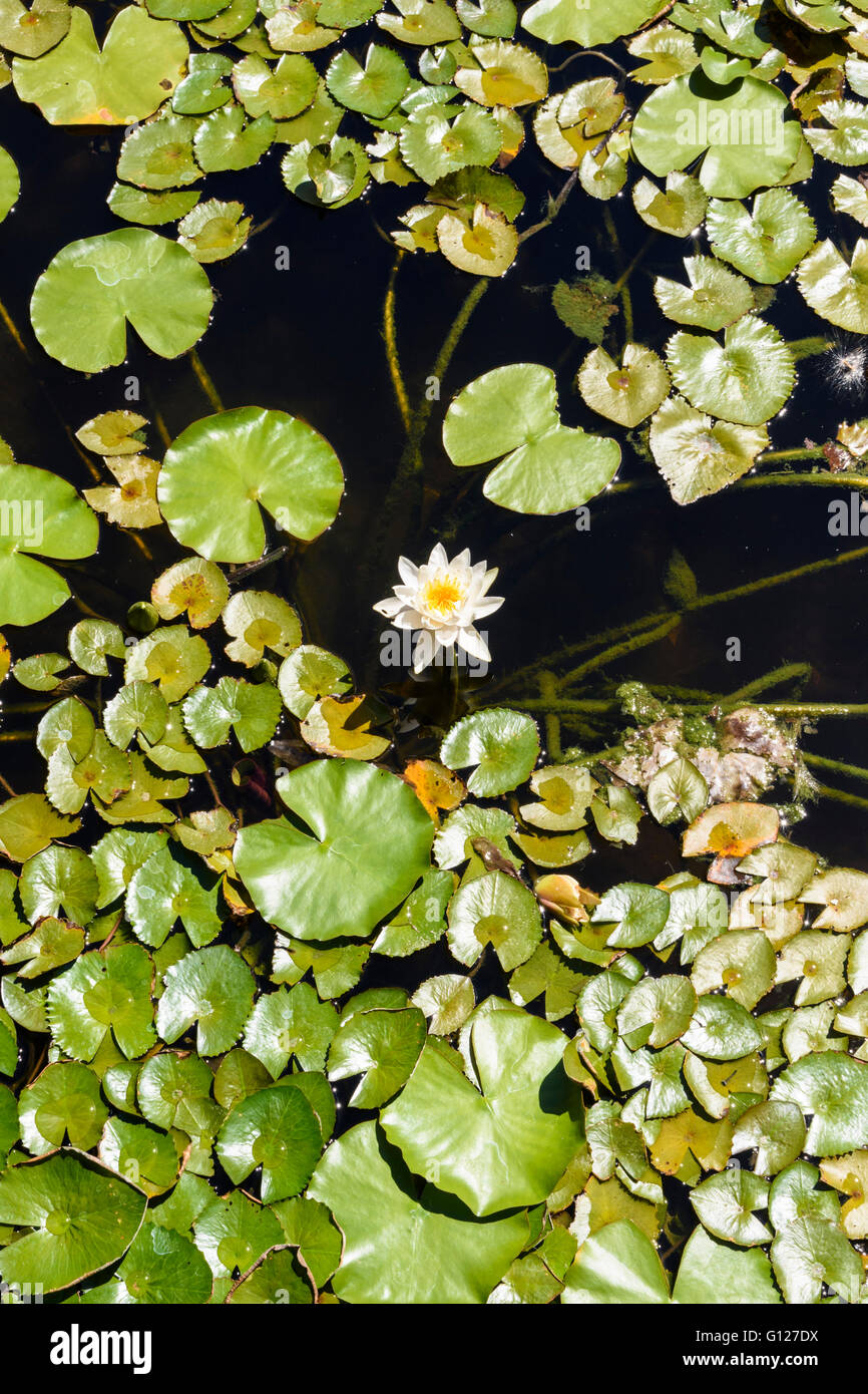 Seerosen mit einer einzigen Blume in einem Teich Stockfoto