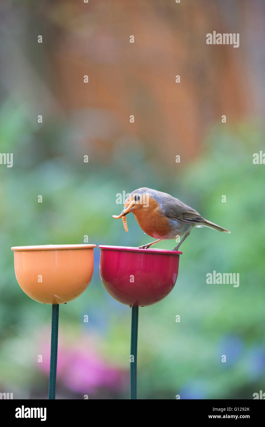 Erithacus Rubecula. Robin steht auf einer Farbe Tassen Vogelhäuschen in einen englischen Garten mit Mehlwürmer Stockfoto