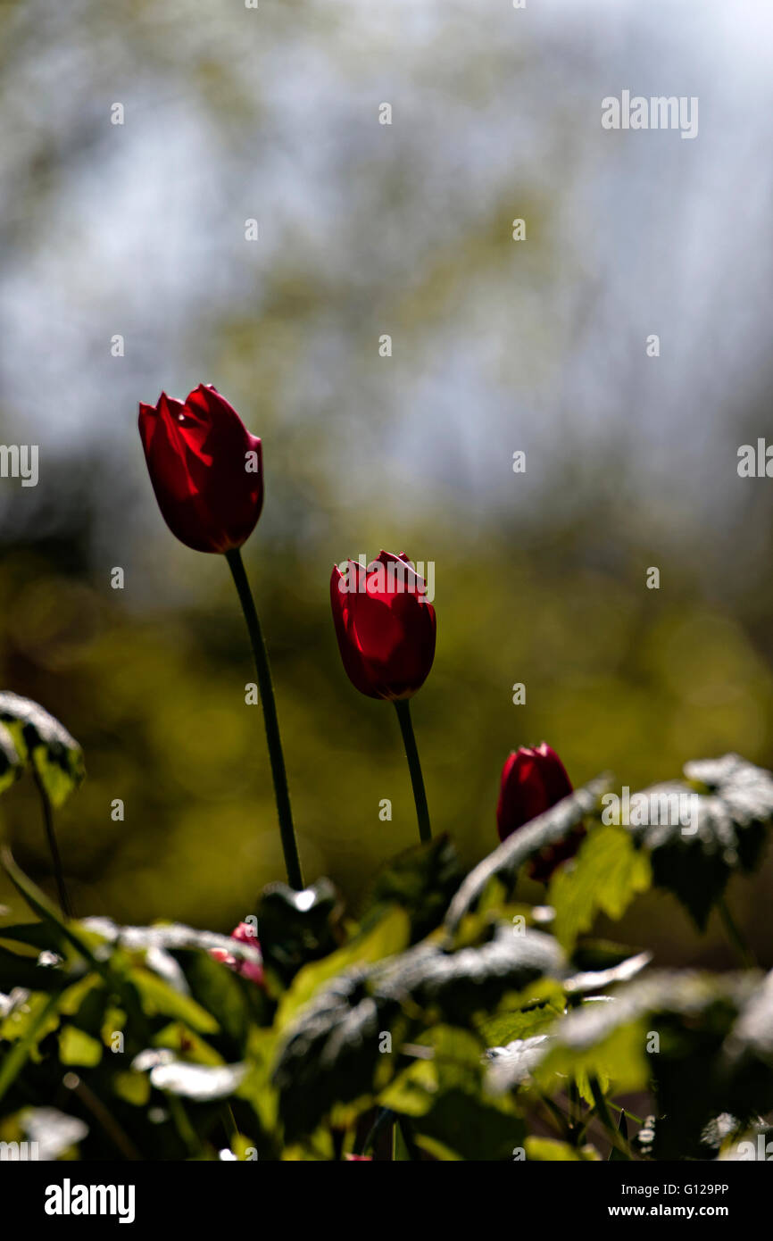 Rote Tulpe Gartenblumen (Tulipa SP.) wieder beleuchtet Licht Stockfoto