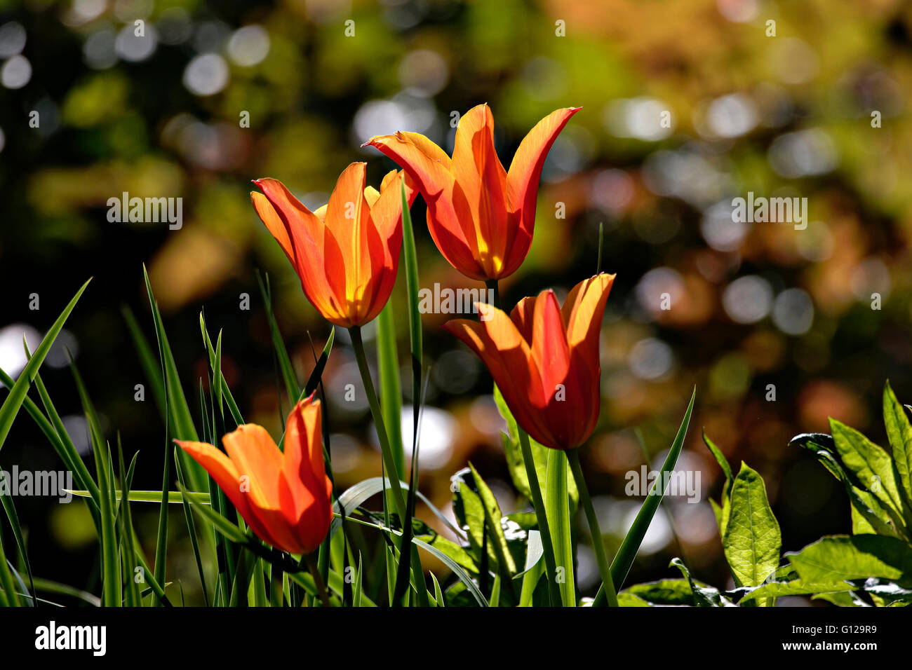 Garten Blumen Orange Tulpe (Tulipa sp.)  Hintergrundbeleuchtung Stockfoto