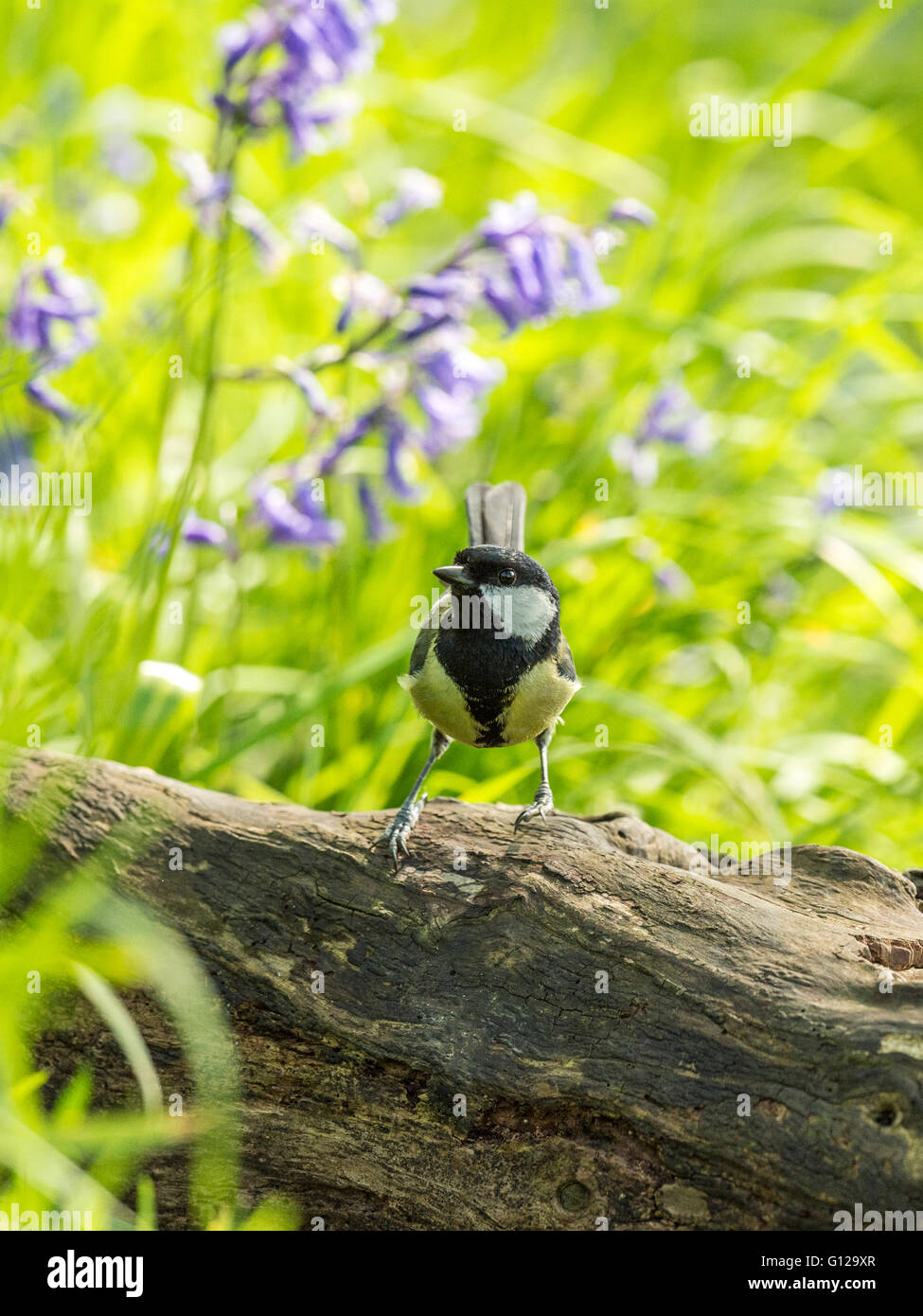 Große Titten (große Paripus) Nahrungssuche in Wald Natur. 'Dargestellt, isoliert auf einem Holzscheit', umgeben von blauen Glocken Stockfoto