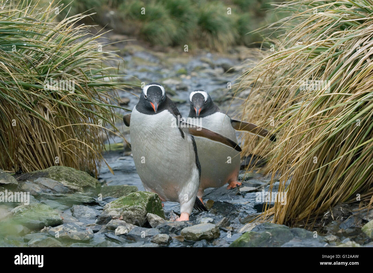 Gentoo Penguins, Rückkehr in die Kolonie, Insel Südgeorgien, Antarktis Stockfoto