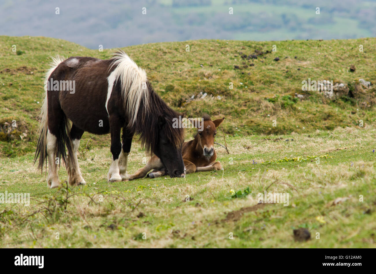 Dartmoor Pony männlichen Fohlen liegen neben Stute. Robuste Pferde, die wilde in Teilen des Vereinigten Königreichs Jahrhunderten seit Stockfoto