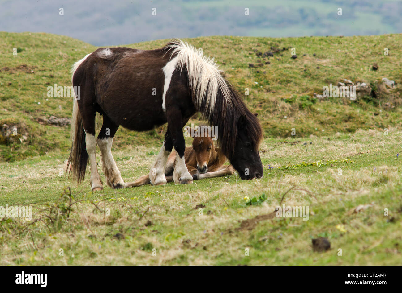 Dartmoor Pony männlichen Fohlen zwischen den Beinen Mutter. Eine wilde Stute mit Baby, robuste Pferde, die wilde in Großbritannien Jahrhunderten seit Stockfoto