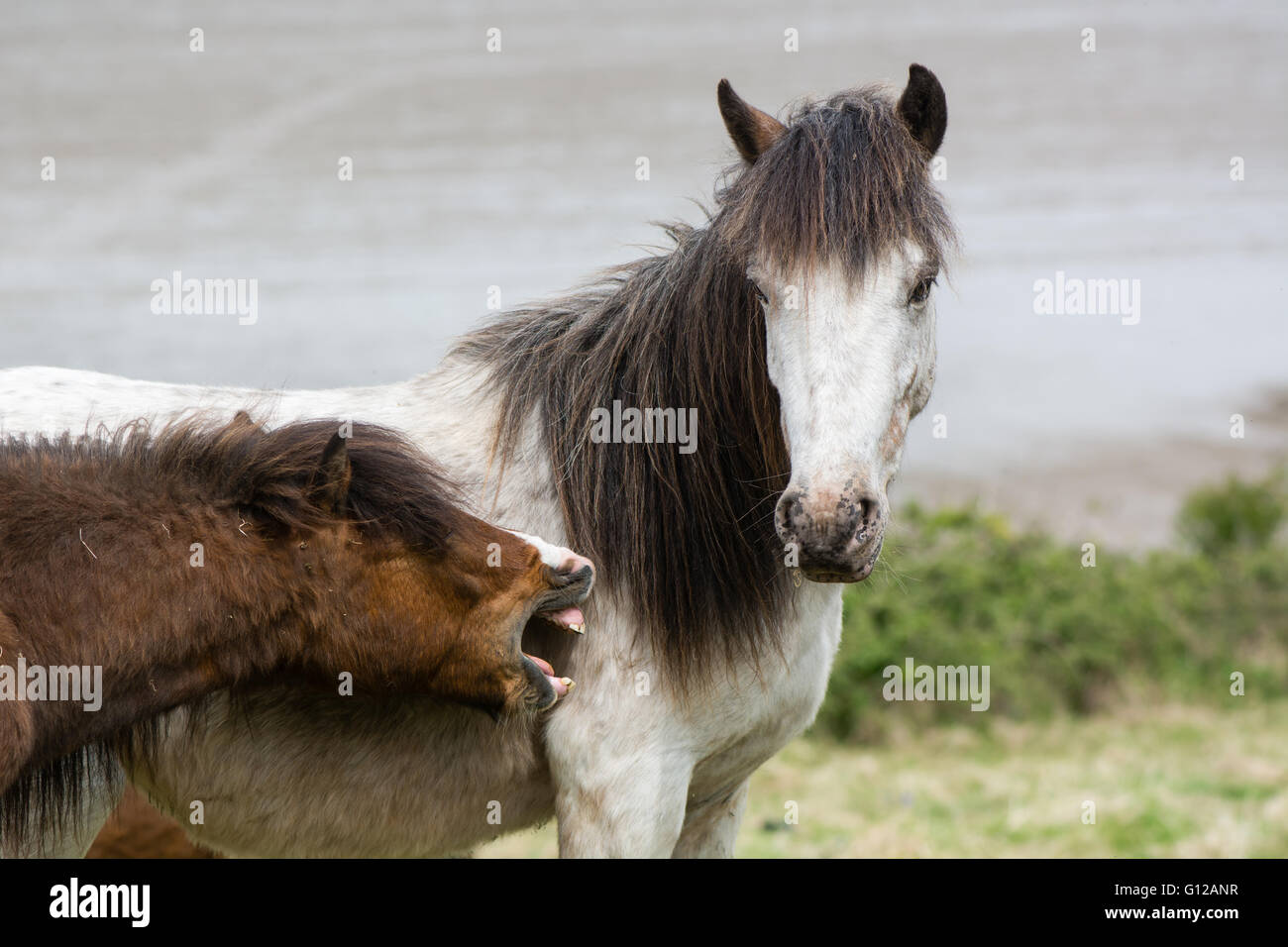 Braun Dartmoor Pony nipping Grauen Hengst. Die einheimische Pferderasse Devon des Königreichs, lebenden Wild auf unwirtlichen Küsten Grünland Stockfoto