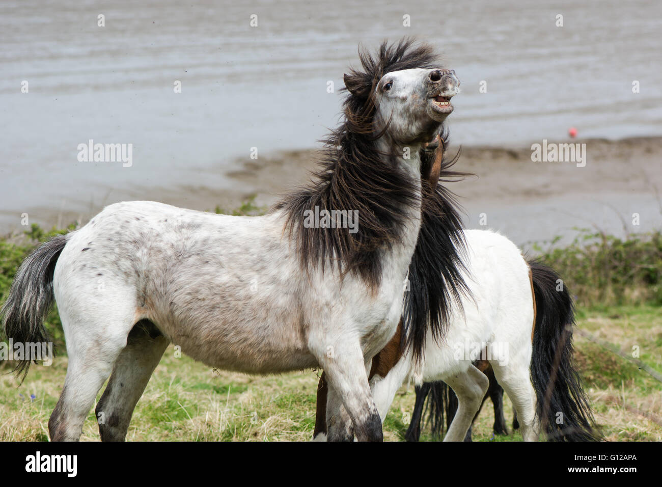 Dunkle Mähne grau Dartmoor-Ponys fließt im Kampf. Die einheimische Pferderasse Devon von UK, wild lebende Stockfoto