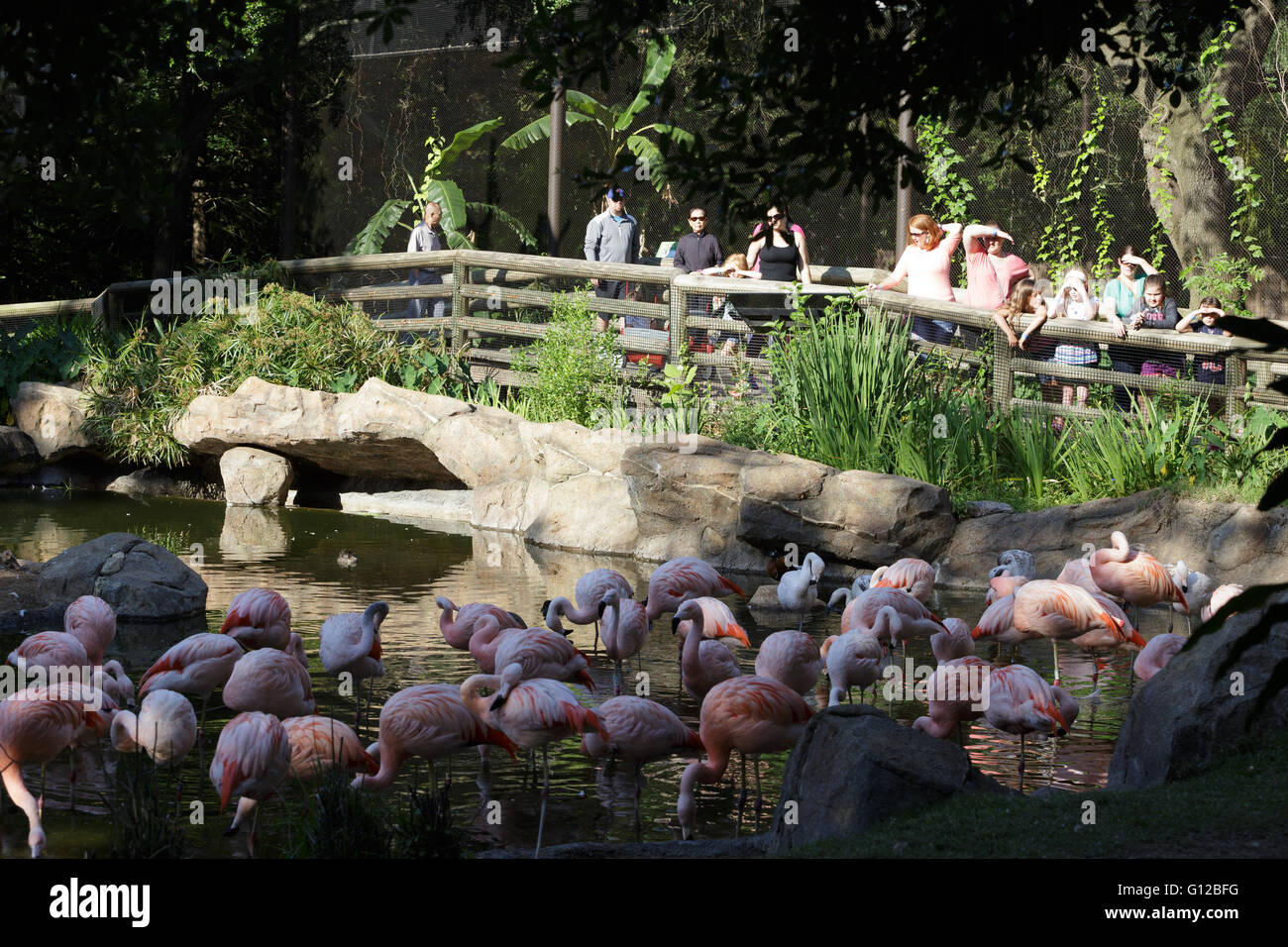 Bild der Gruppe von Flamingo in Houston zoo Stockfoto