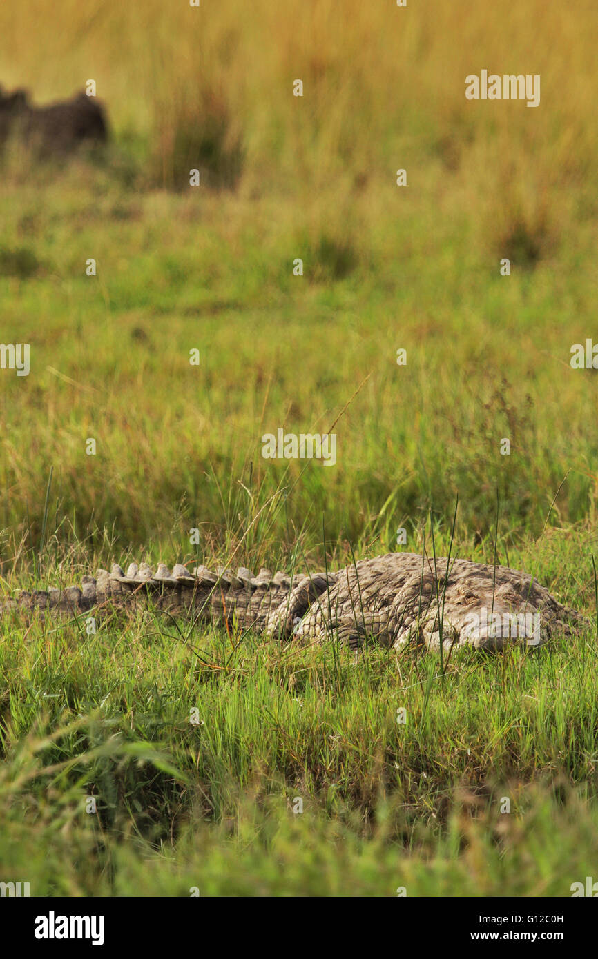 Voll ausgewachsen Krokodil ruhen in Masai Mara National Reserve, Kenia Stockfoto