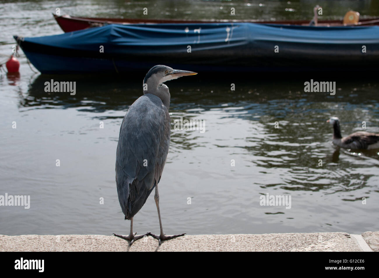 Reiher am Ufer Stockfoto