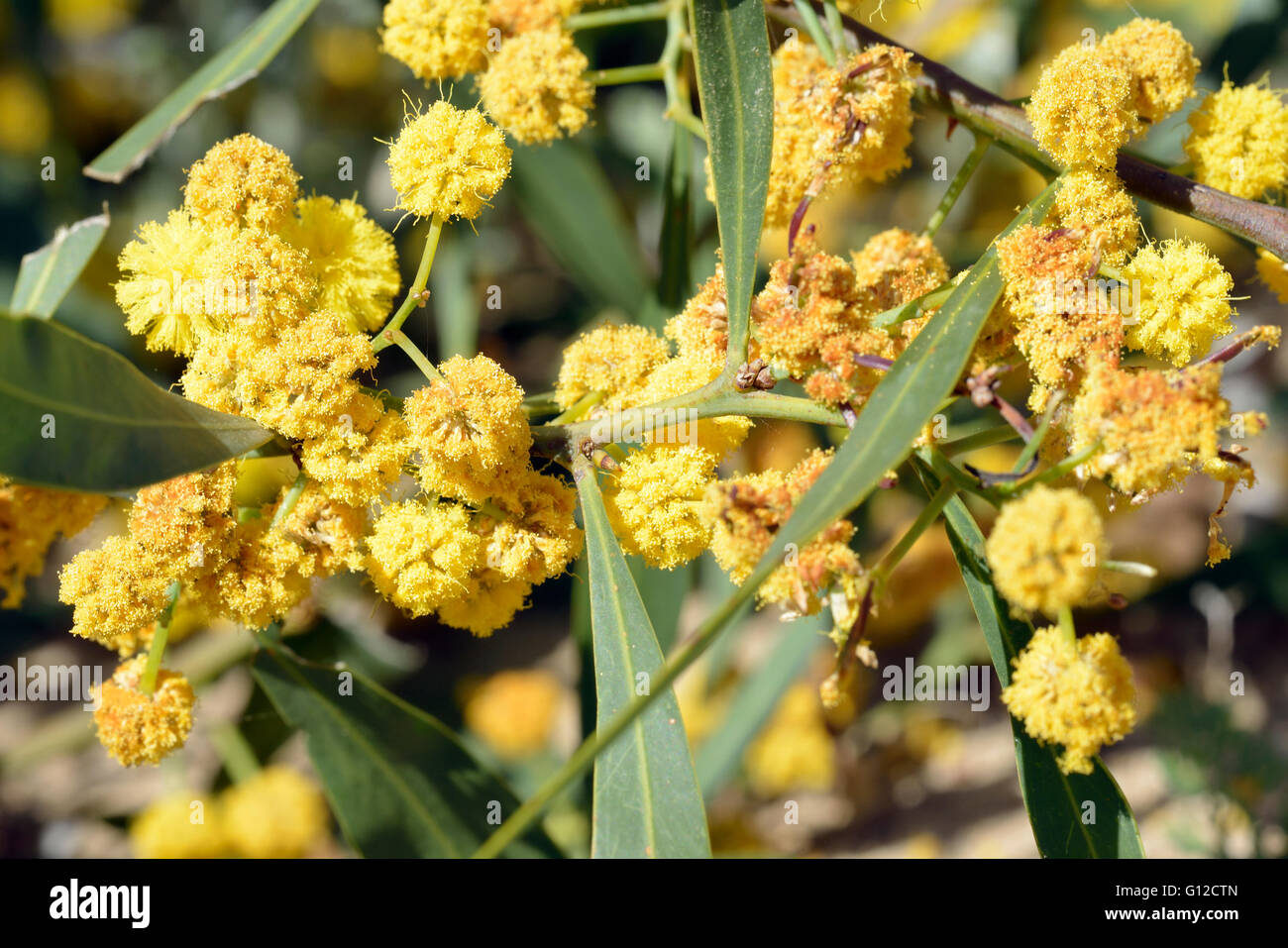 Golden Wattle Blumen - Acacia Pycnantha Naturalised Strauch Stockfoto