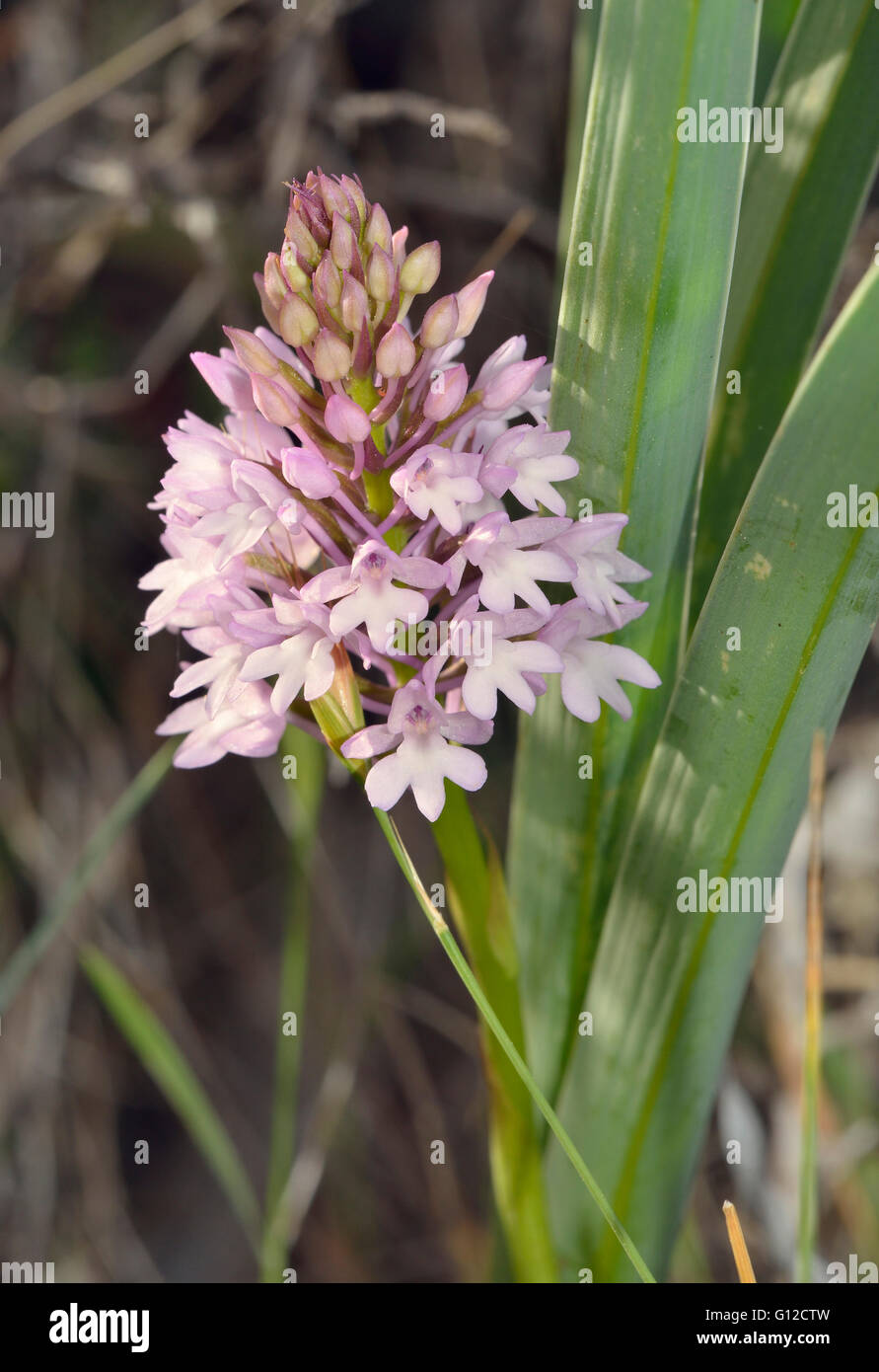 Pyramiden-Orchidee - Anacamptis Pyramdalis blass blühenden Form Stockfoto