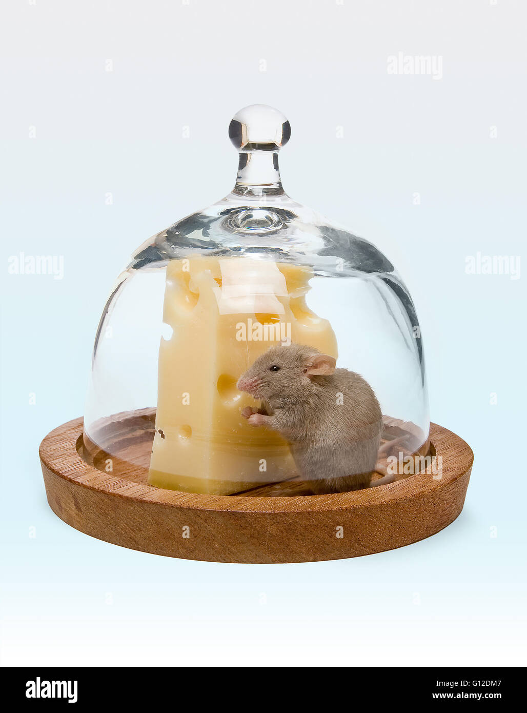 Kleine graue Maus gefangen mit einem Stück Käse Stockfoto