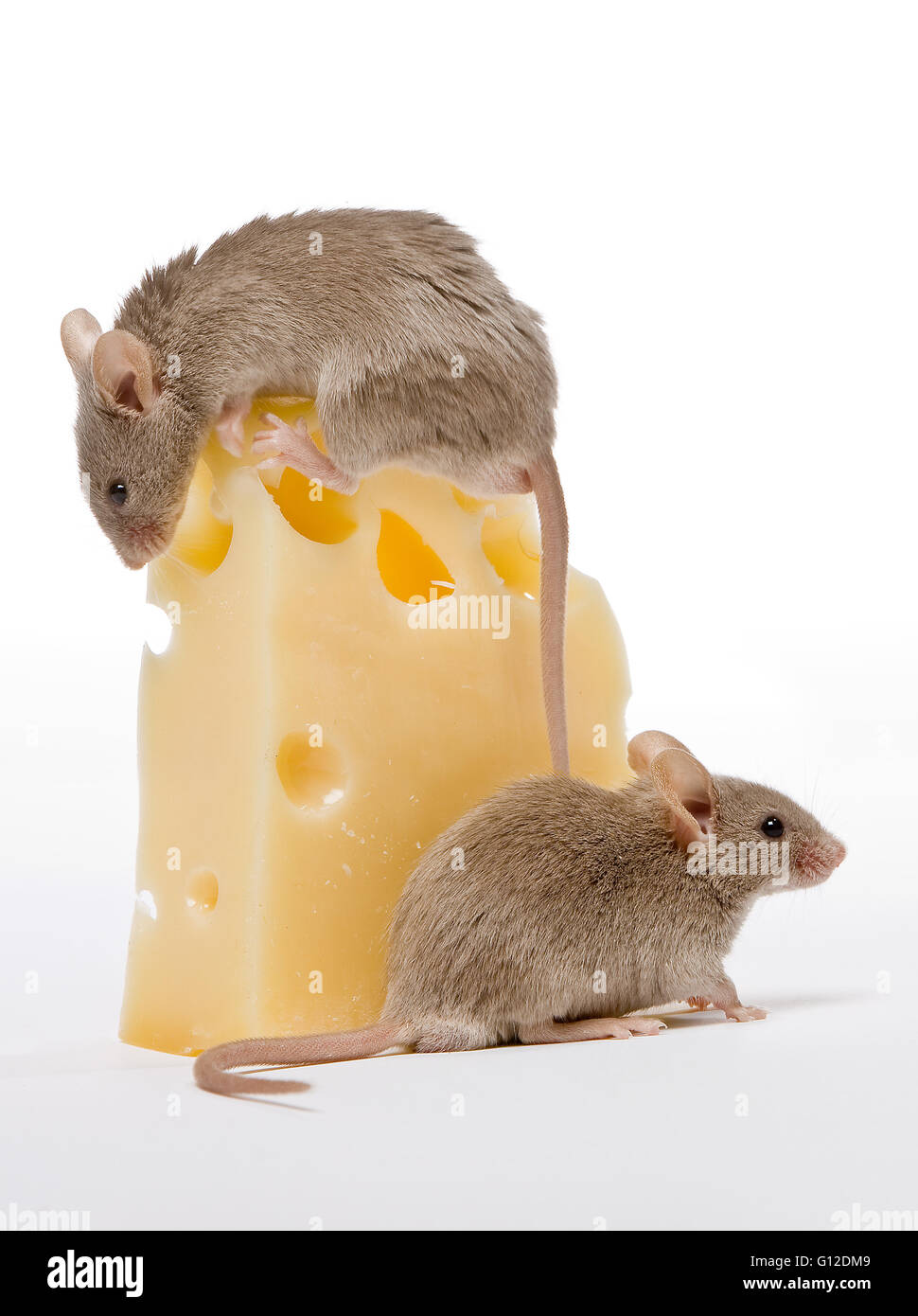 Zwei kleine graue Mäuse und ein großer Käse Stockfoto