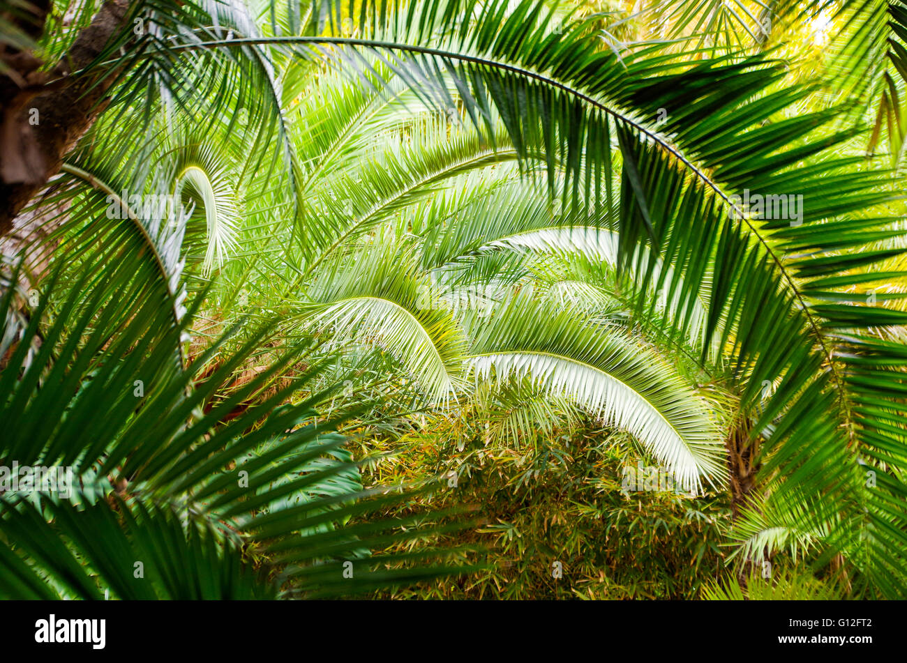 Palmblätter Wölbung symmetrisch im Garten Majorelle in Marrakesch, Marokko Stockfoto