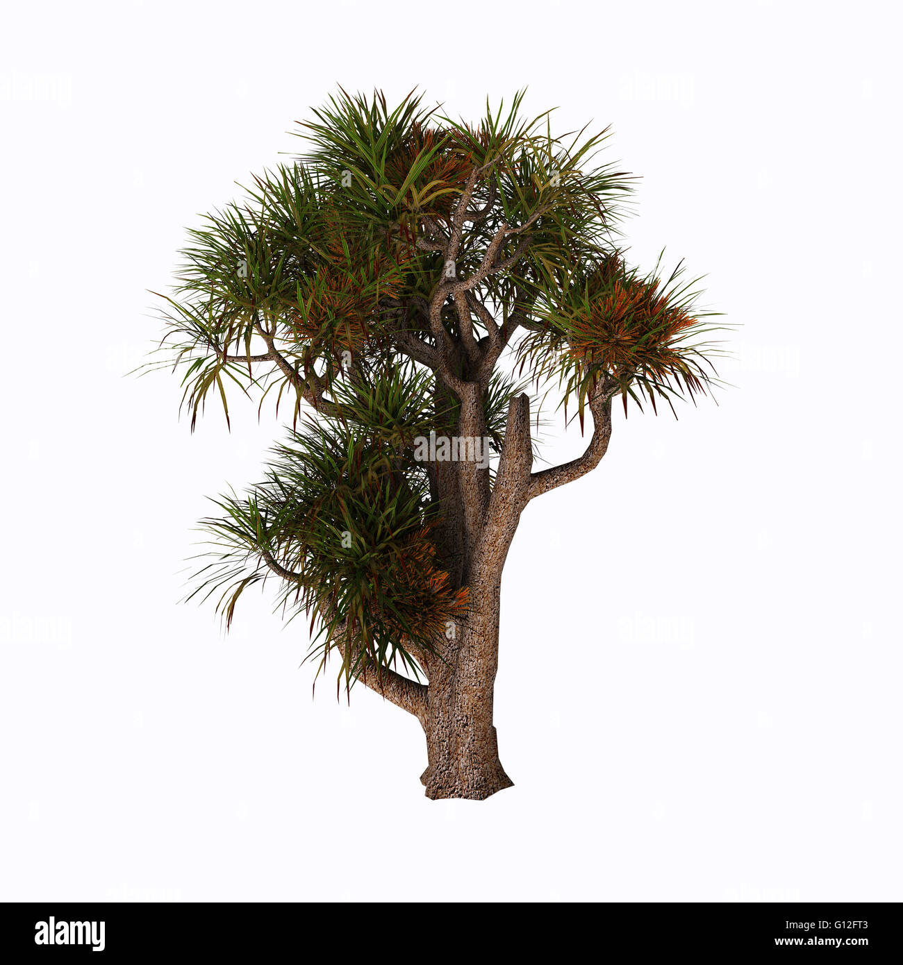 Cordyline Australis, allgemein bekannt als der Kohl Baum, Kohl-Palme oder Ti Kouka, ist ein weit verzweigtes Monocot Baum. Stockfoto