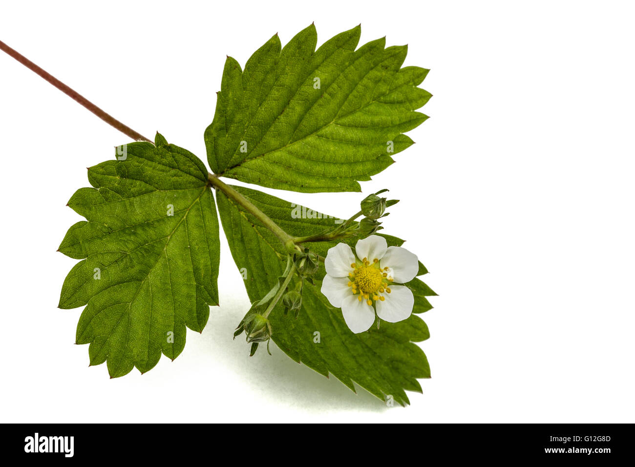 Blume des wilden Erdbeeren Fragaria Ananassa, isoliert auf weißem Hintergrund Stockfoto