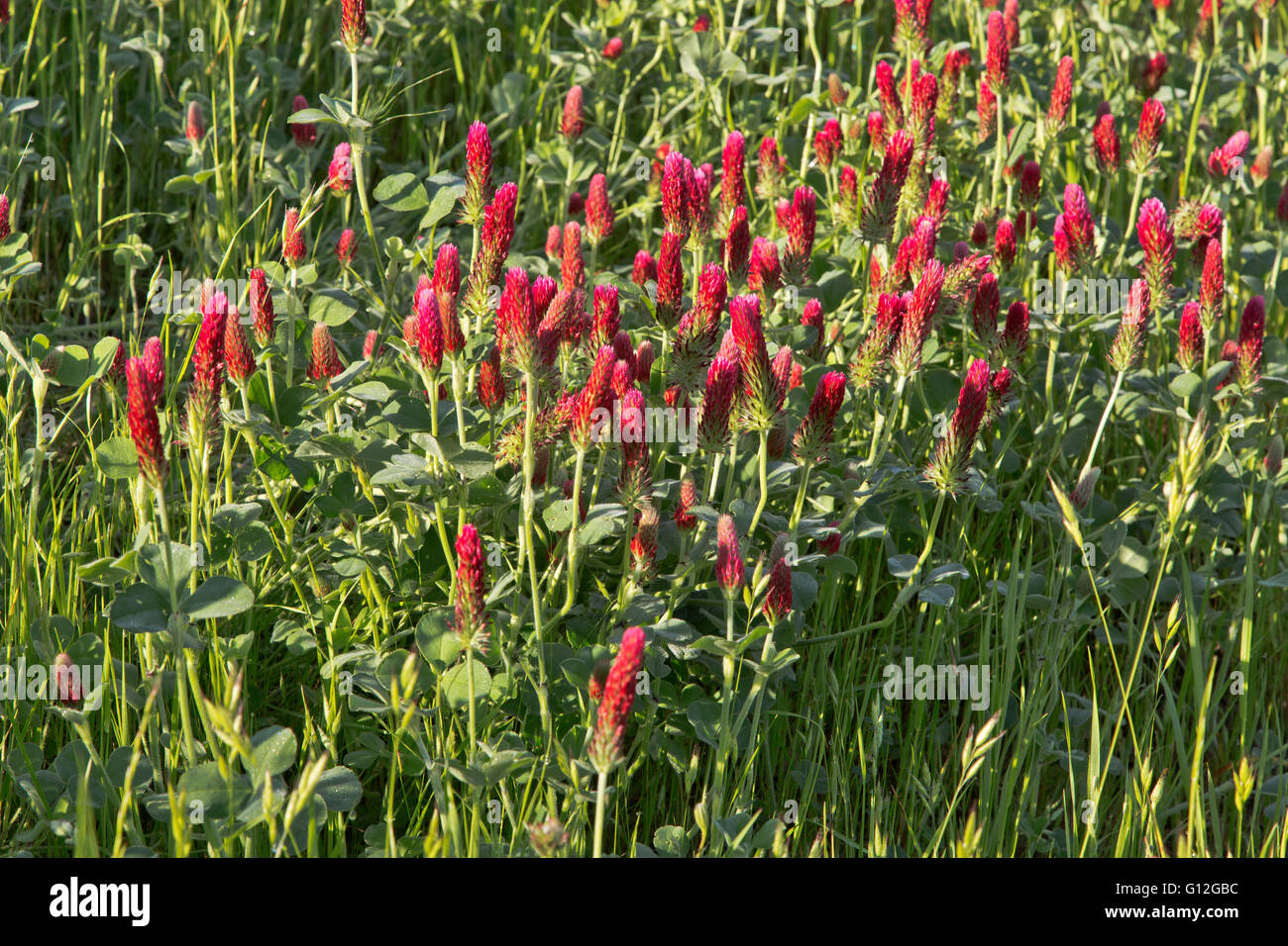 Crimson Clover, 'Trifolium Incarnatum', Morgenlicht. Stockfoto