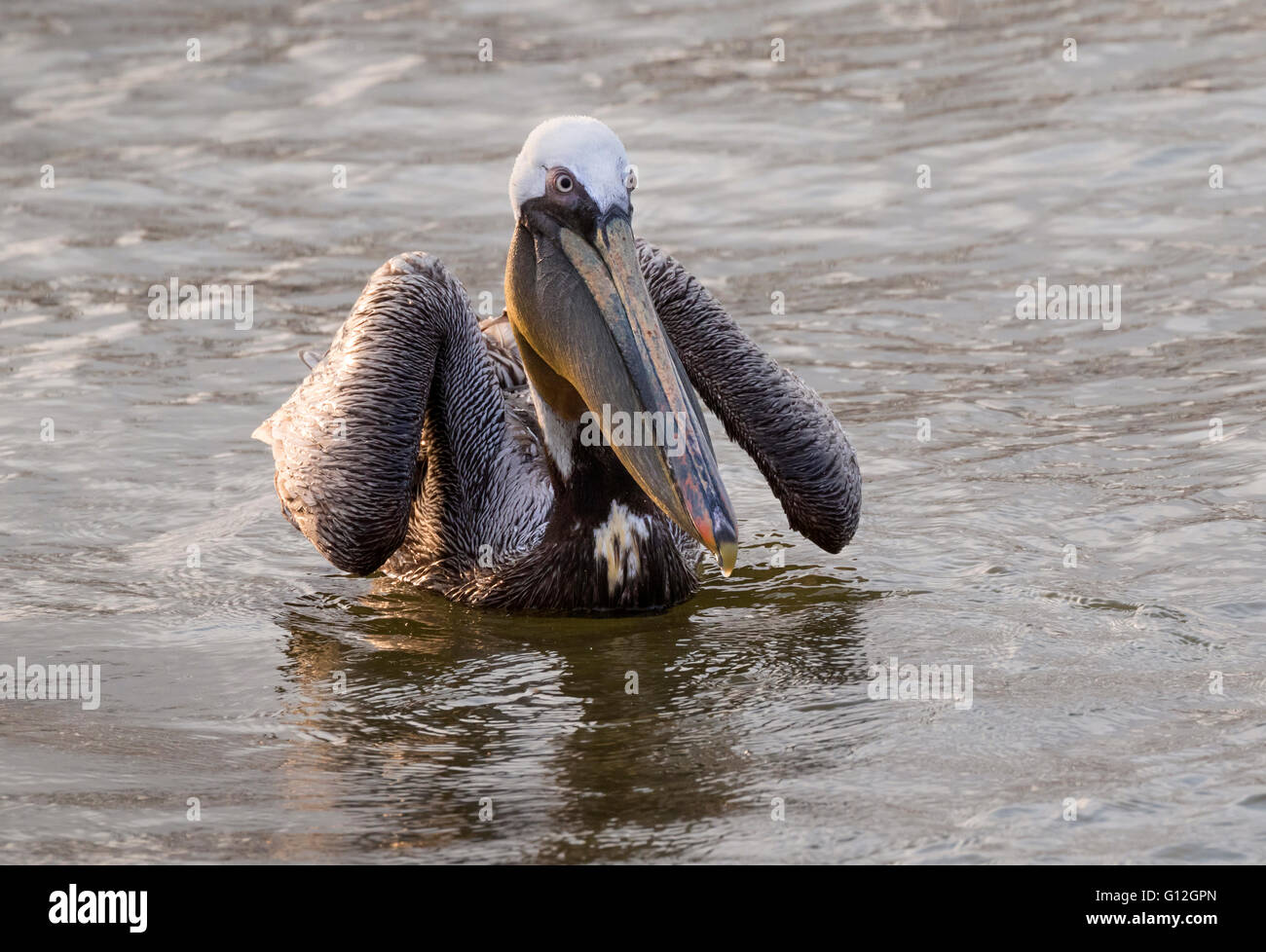 Brauner Pelikan (Pelecanus Occidentalis) Porträt, Galveston, Texas, USA Stockfoto