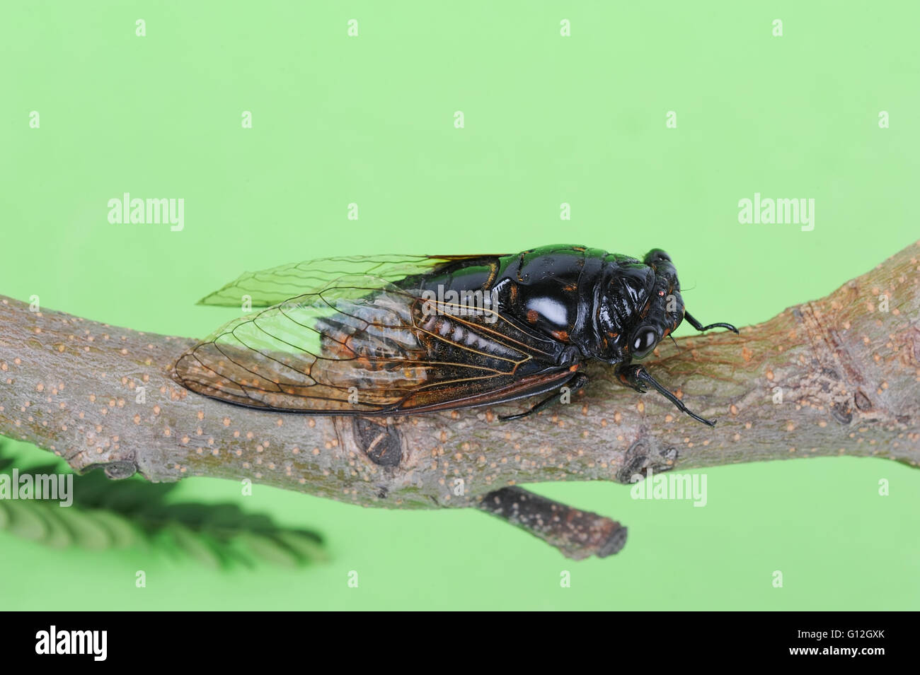 Zikade auf grünem Hintergrund isoliert Stockfoto