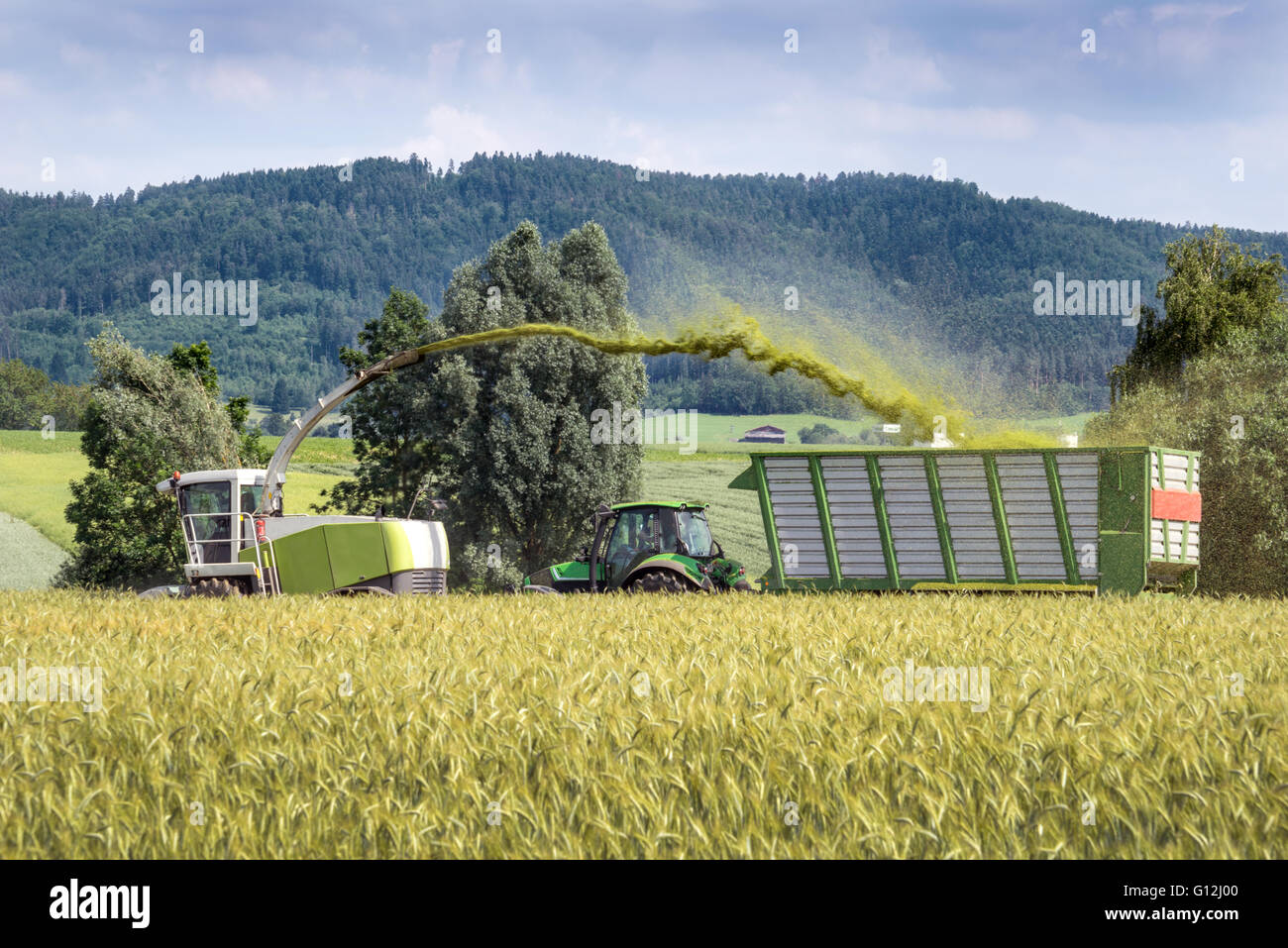 Ernte von Ganzpflanzen silage Stockfoto