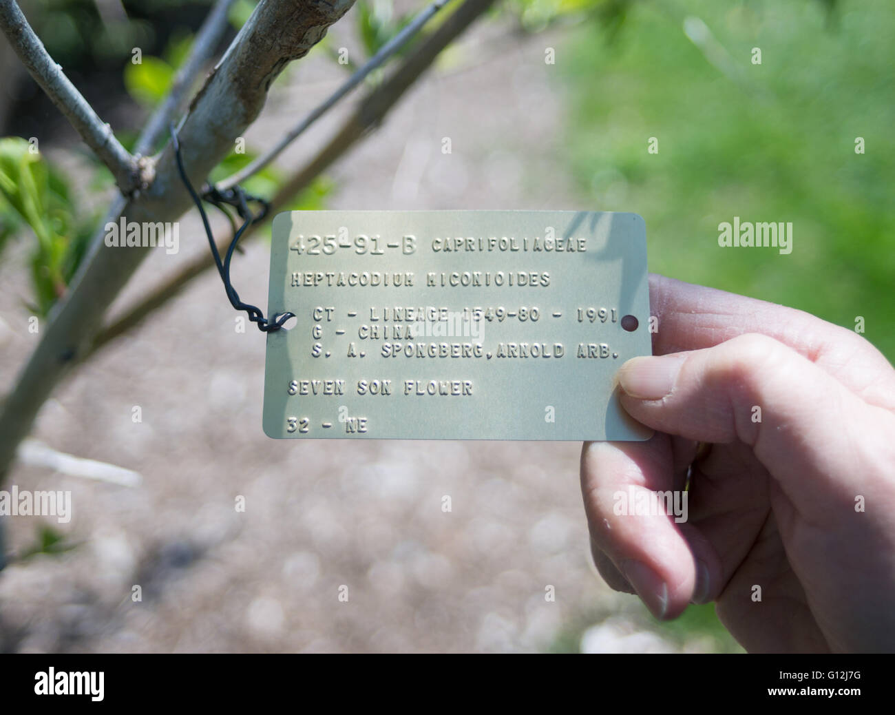 Womans Hand hält Anlage Beschreibung Label, Arnold Arboretum, Arborway, Boston, Massachusetts, USA Stockfoto