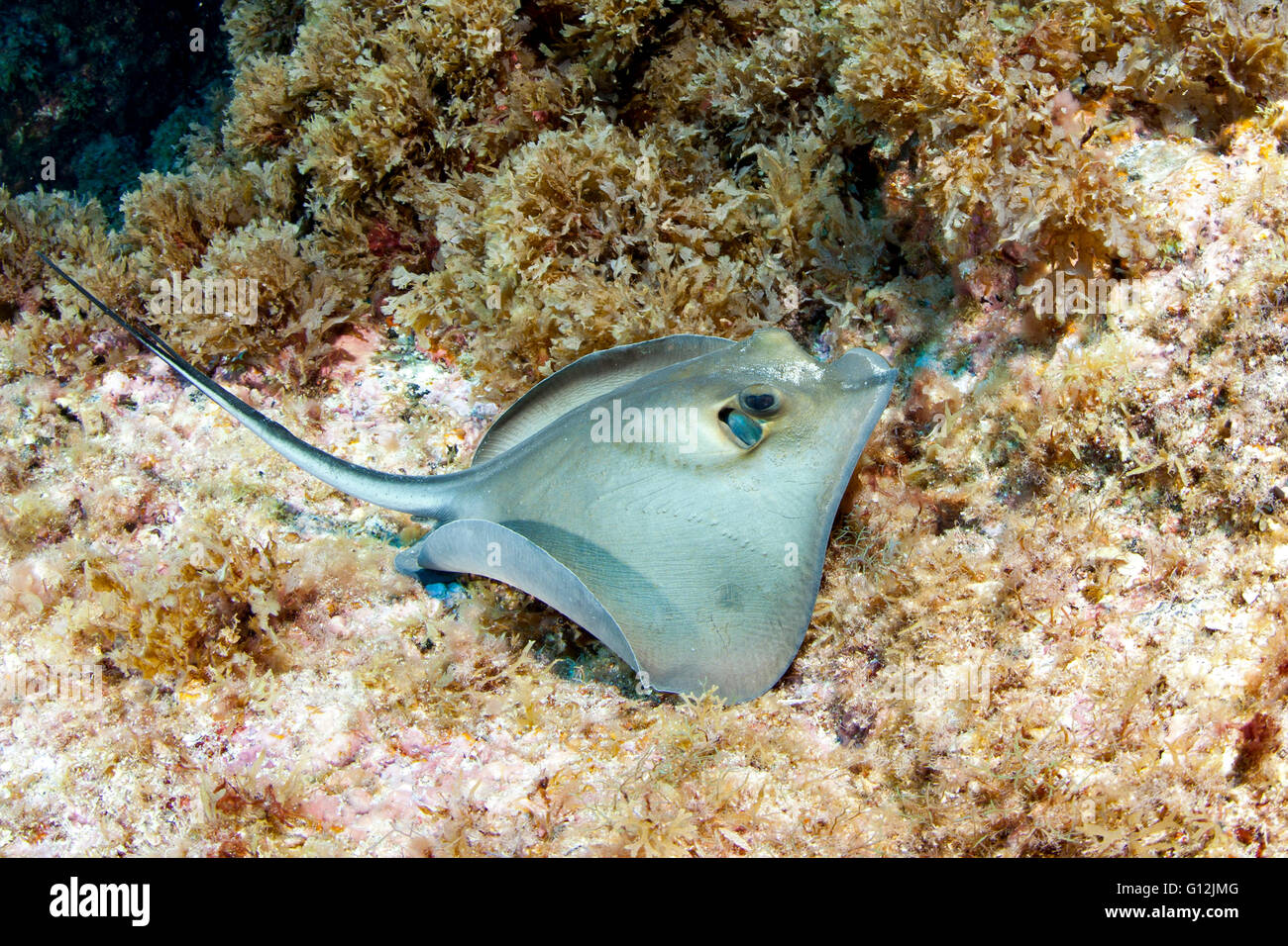 Runde Fantail Stingray, Taeniura Grabata, Santa Maria, Azoren, Portugal Stockfoto