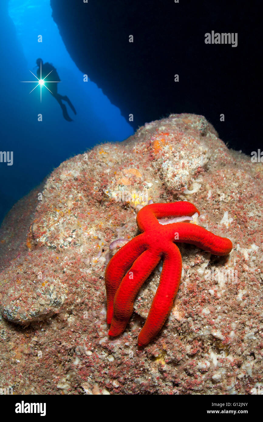 Lila seestern ophidiaster ophidianus Fotos und Bildmaterial in hoher