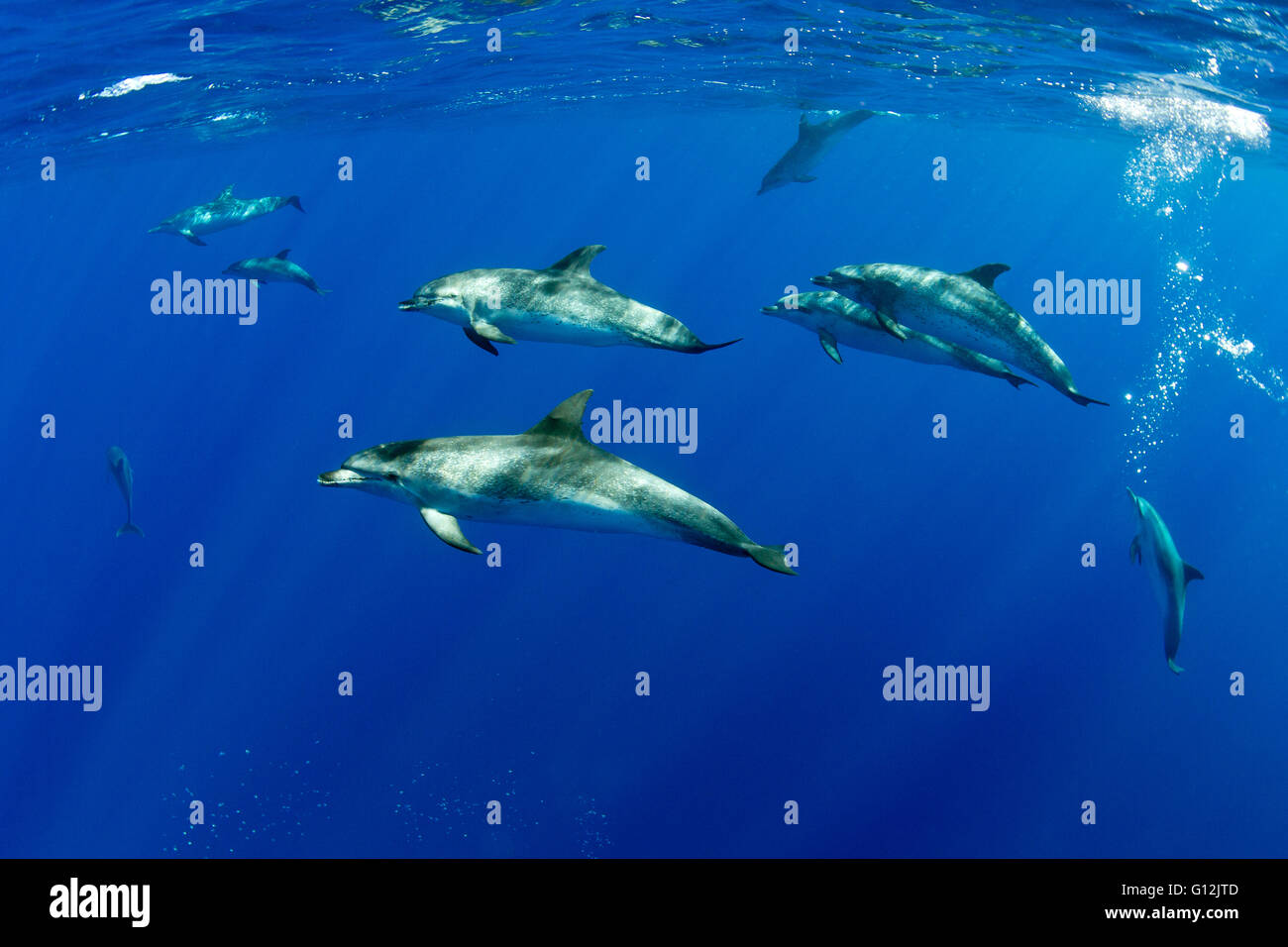 Atlantische Fleckendelfine, Stenella Frontalis, Formigas, Azoren, Portugal Stockfoto