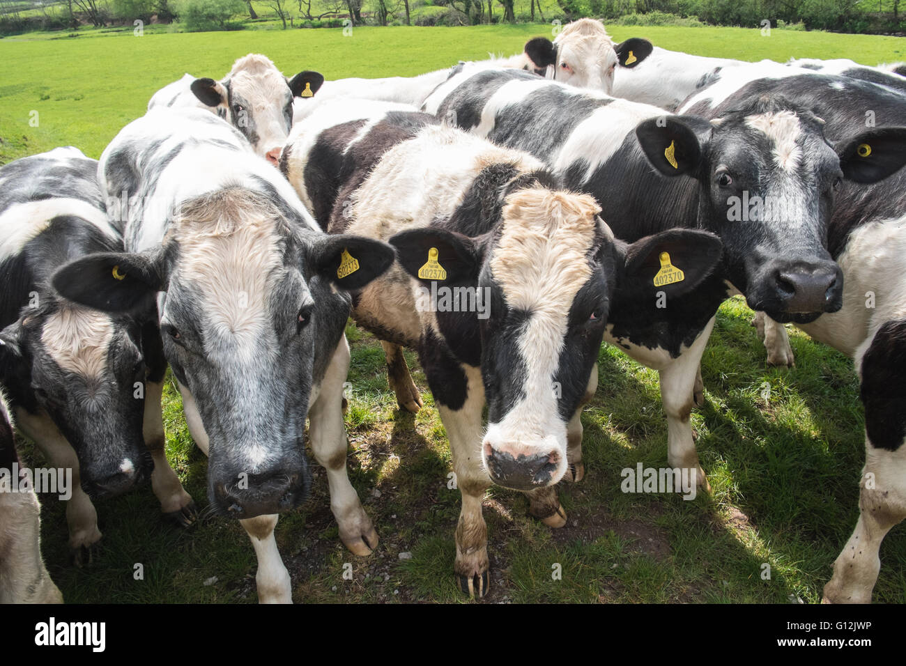 Junge Ochsen in einem Feld. Westlich von Kidwelly, Carmarthenshire, West Wales,Wales,U.K. Stockfoto