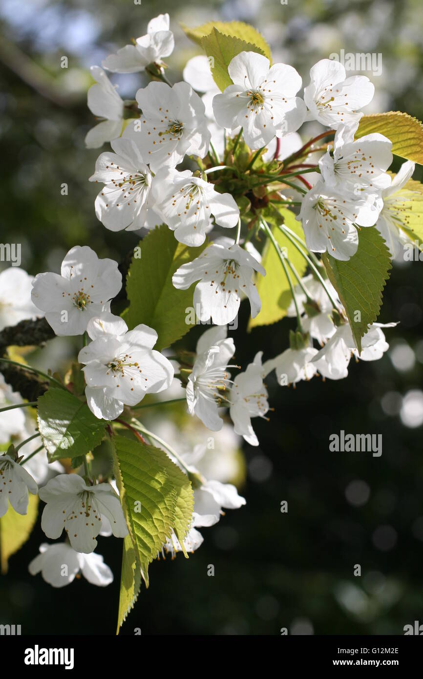 Nahaufnahme der Kirsche Lapins Blumen Blüten auf einem Baum Stockfoto
