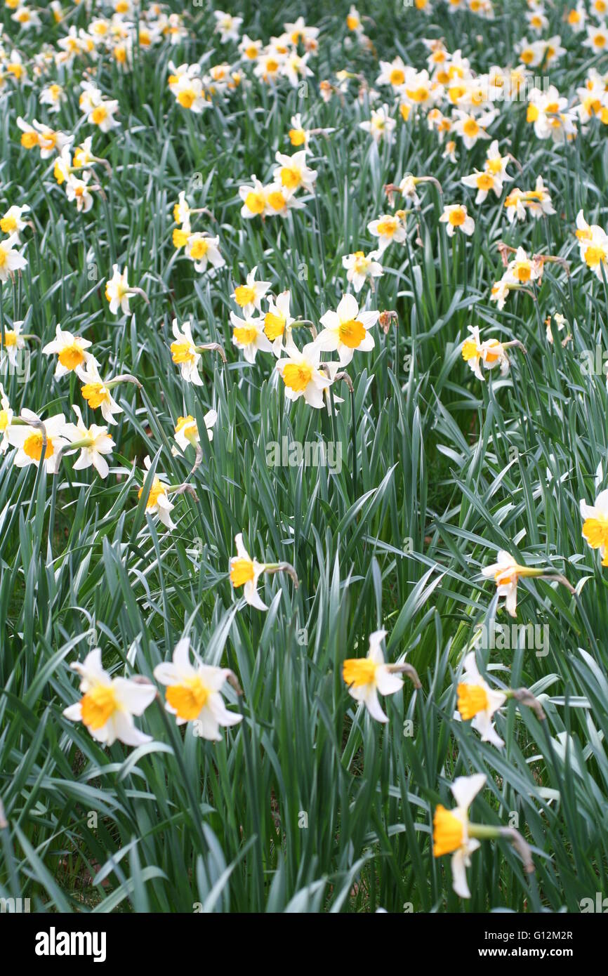 Gelbe und weiße Narzissen im Garten Stockfoto