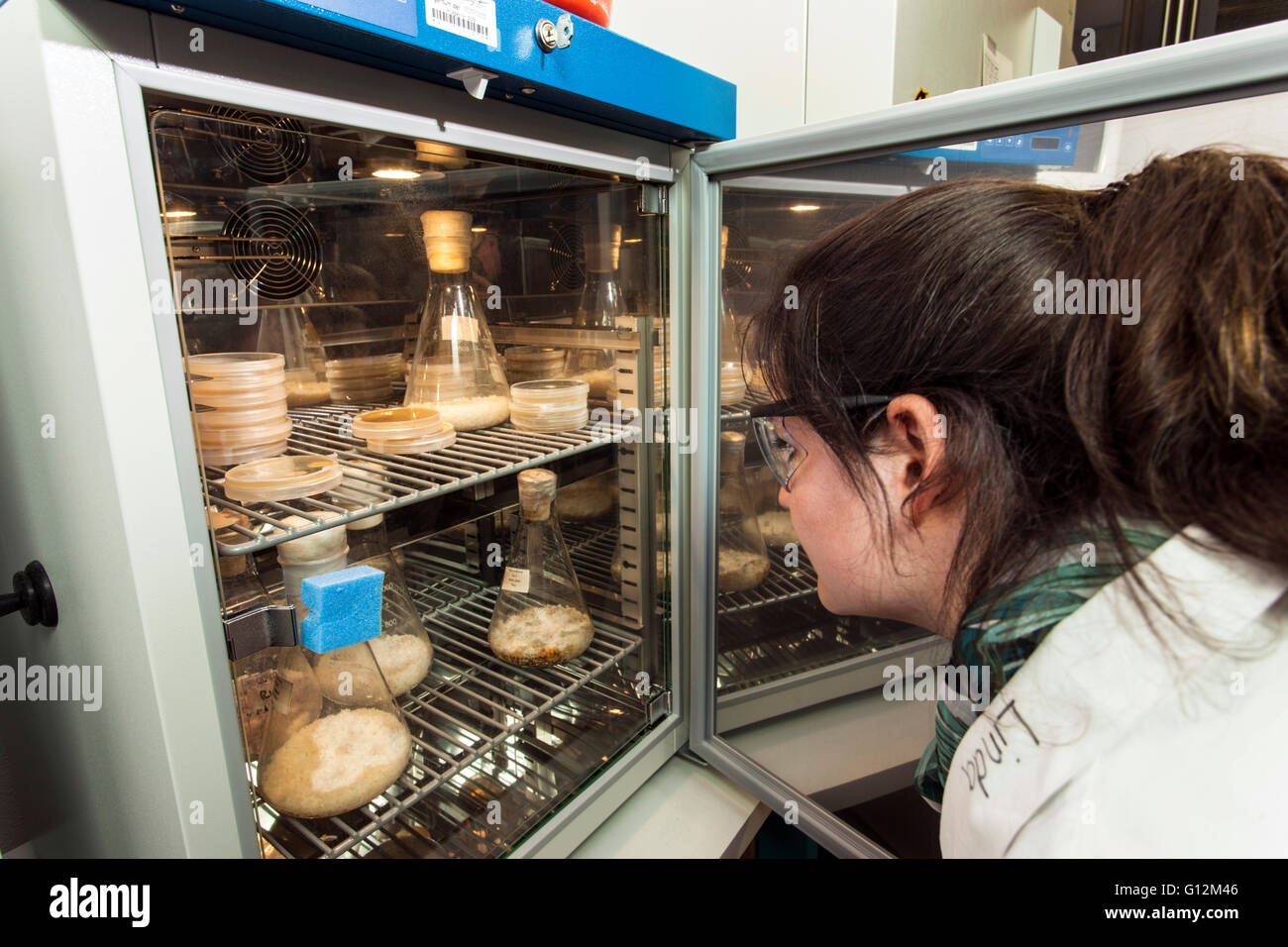 Forscher untersuchen Pilzkulturen in der Mykologie-Raum. Stockfoto