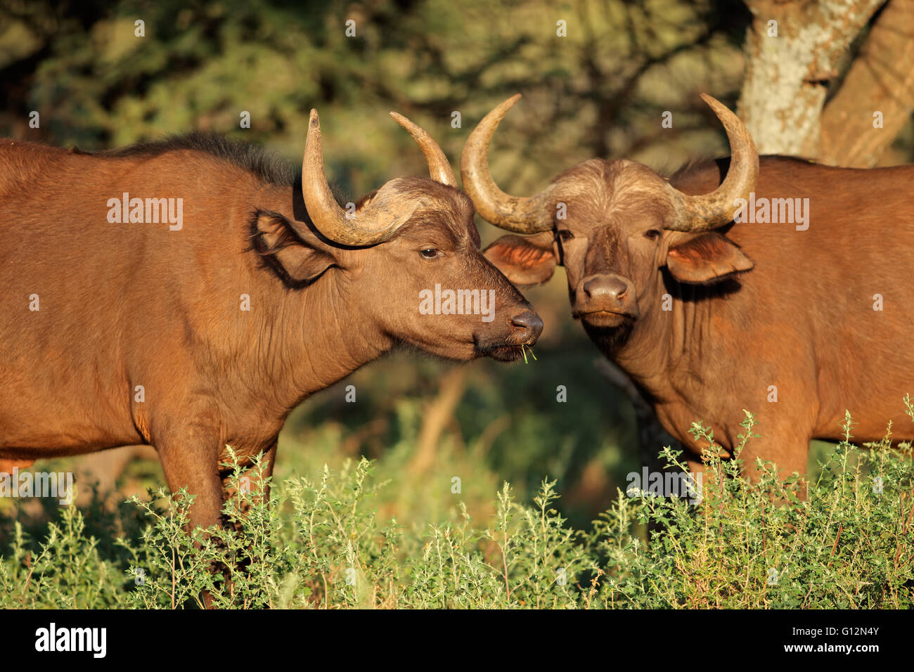 Afrikanische oder Cape-Büffel (Syncerus Caffer) im natürlichen Lebensraum, Südafrika Stockfoto